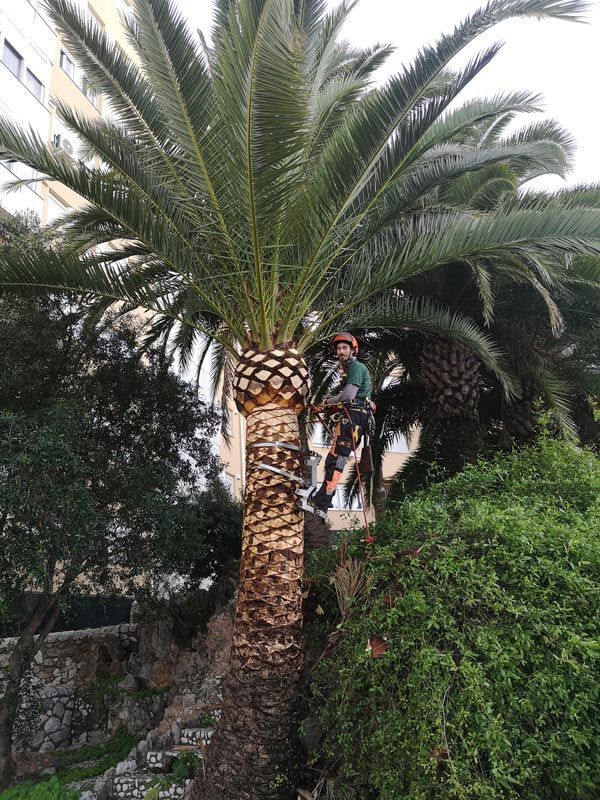 Un hombre está trepando una palmera en un parque.