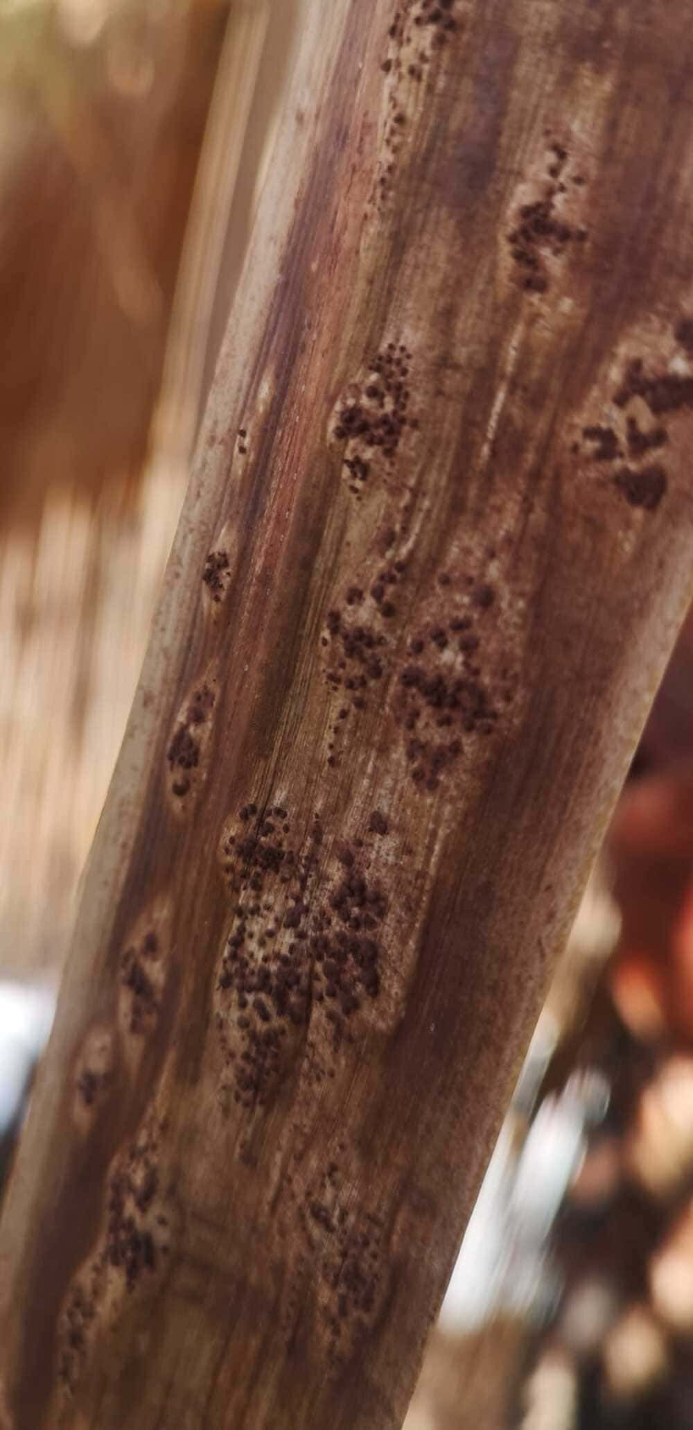 Un primer plano de un trozo de madera con agujeros.