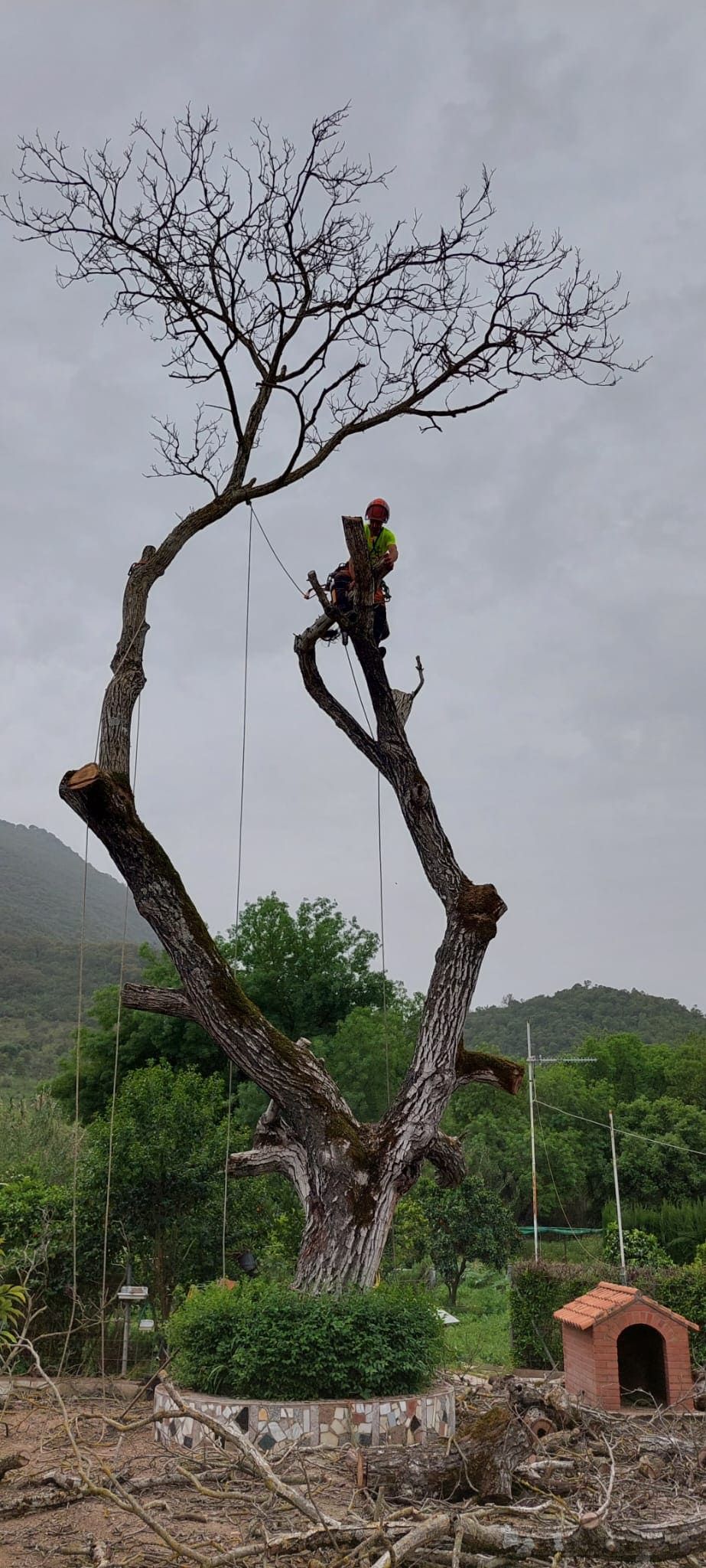 Un hombre está cortando un árbol con una motosierra.