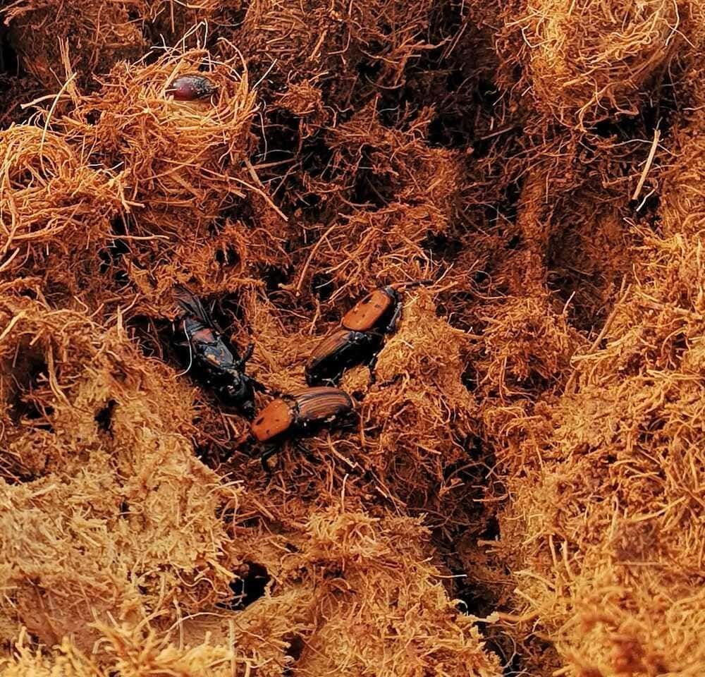 Dos cangrejos están sentados encima de una pila de paja.