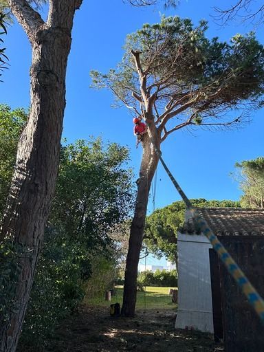 Un hombre con una chaqueta roja está trepando un árbol.