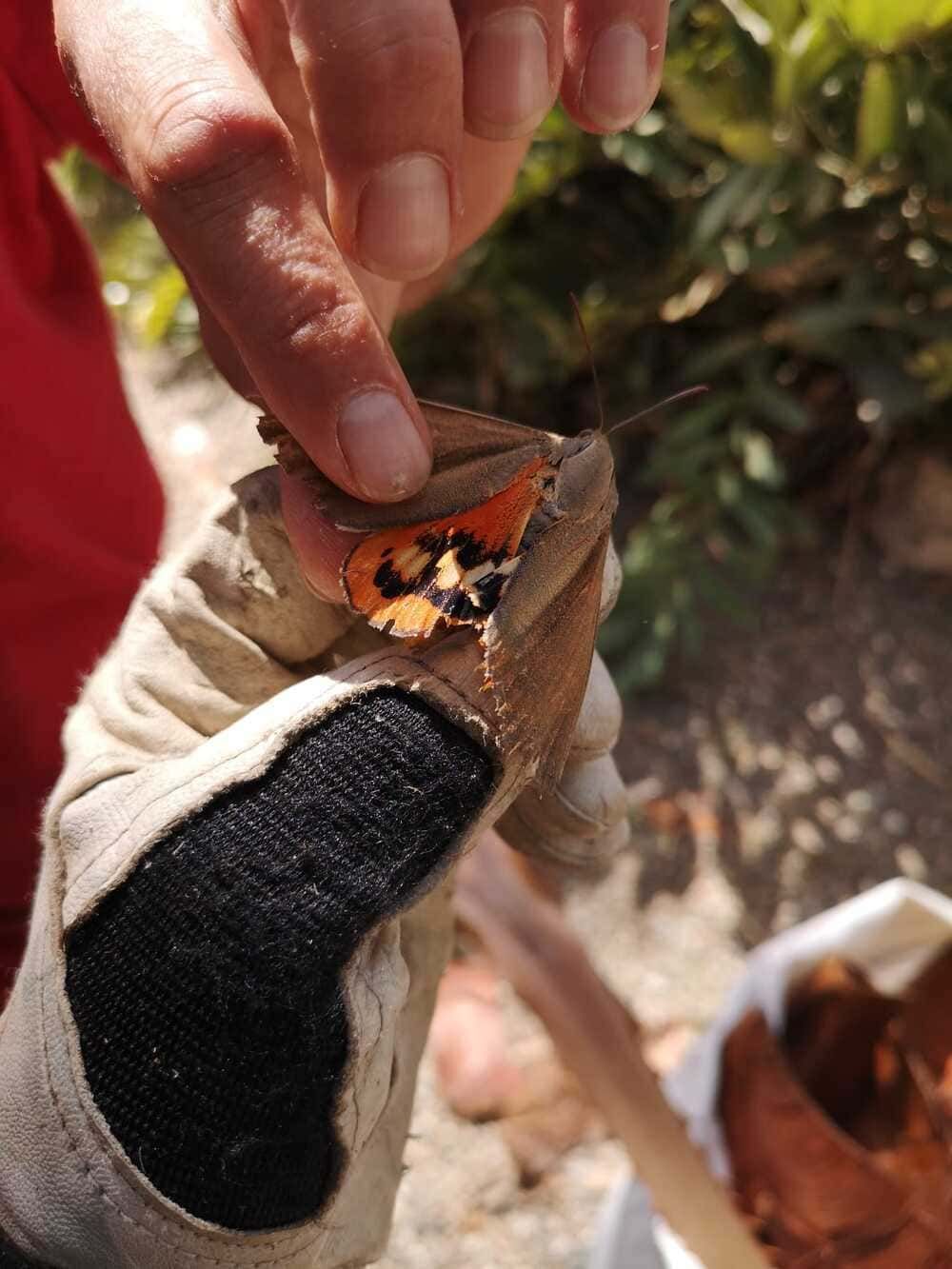 Una persona sostiene una mariposa en su mano.