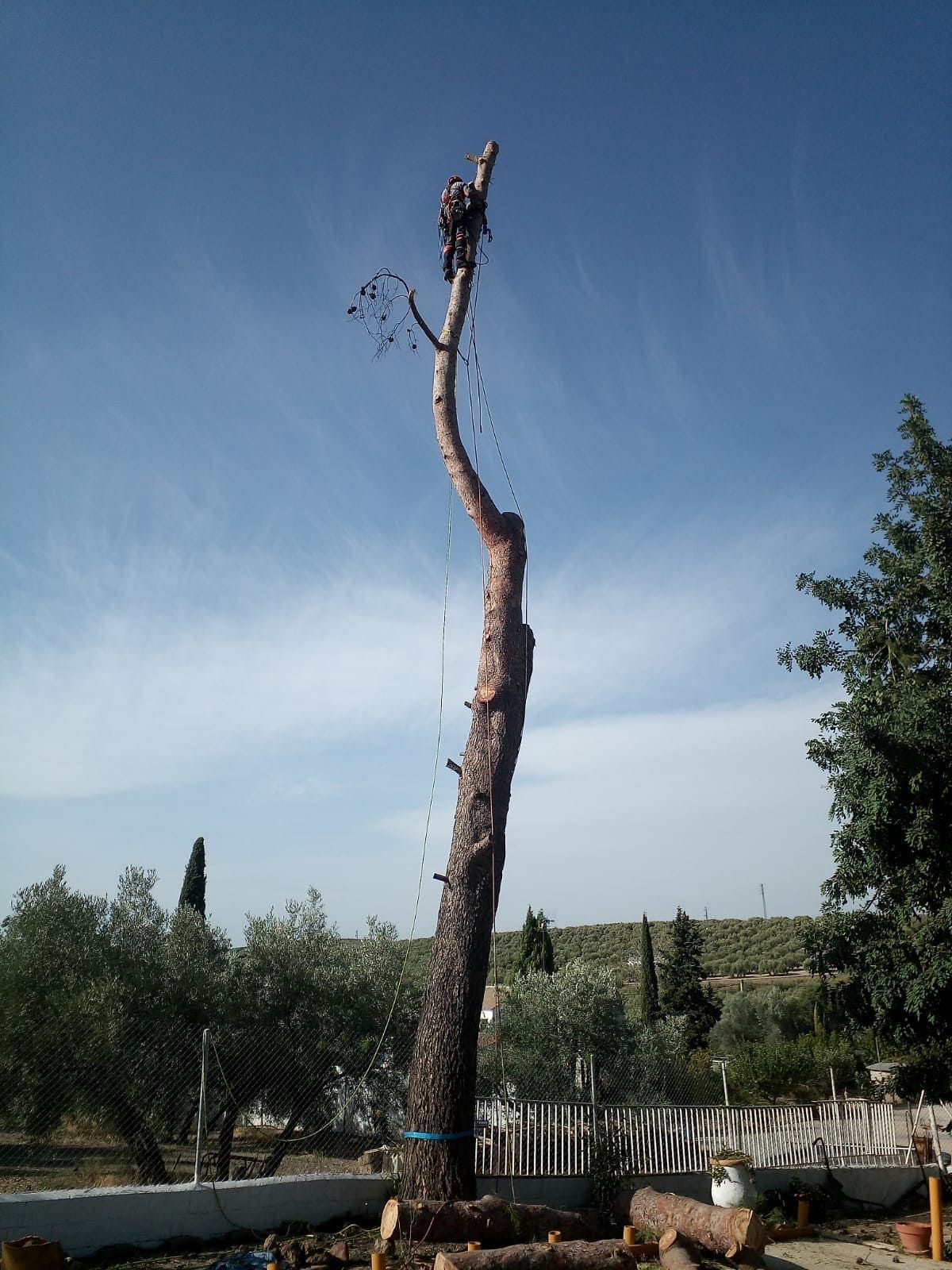 Se está cortando un árbol con una motosierra.