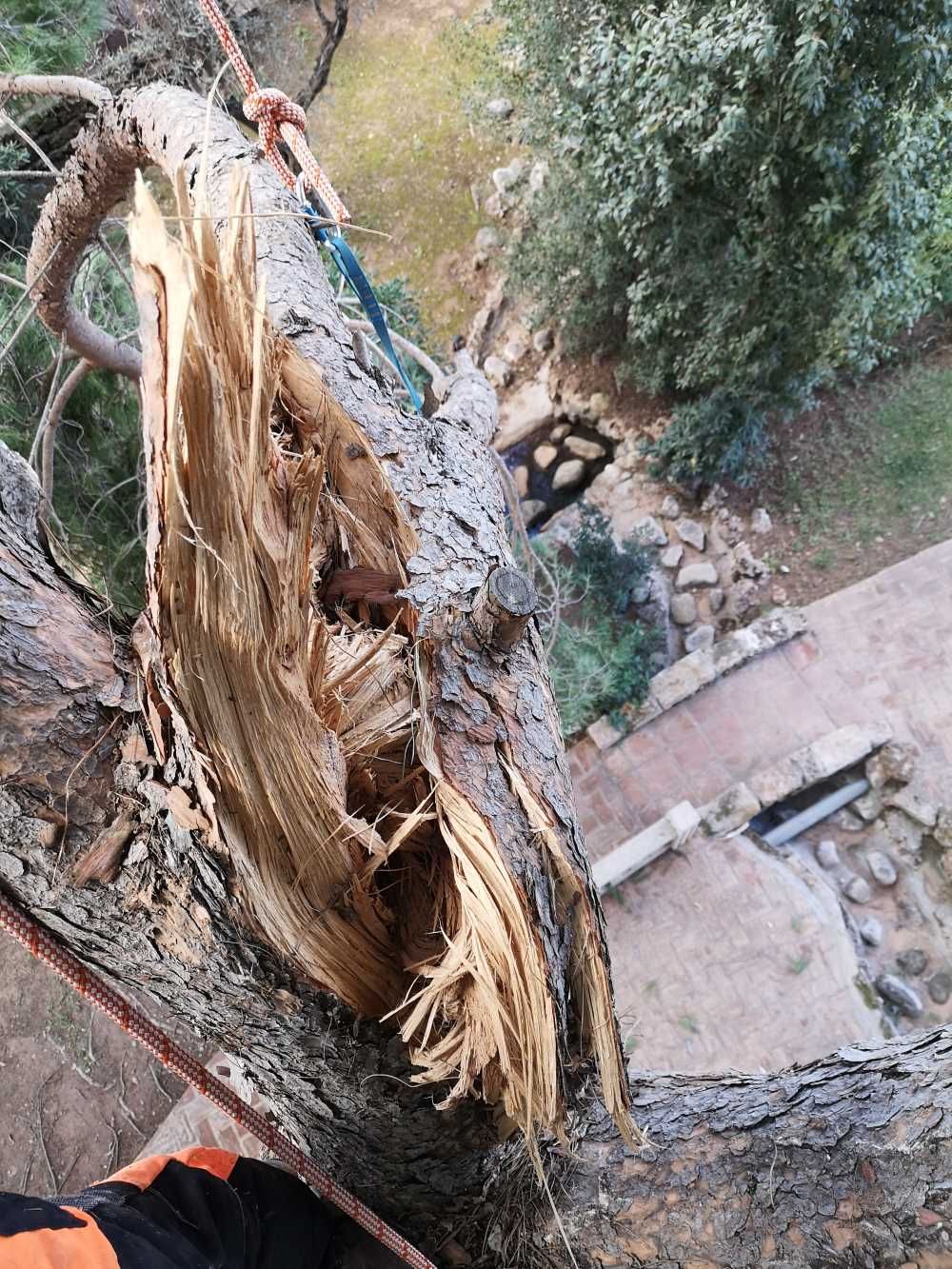 Una persona está trepando un árbol con una cuerda atada a él.