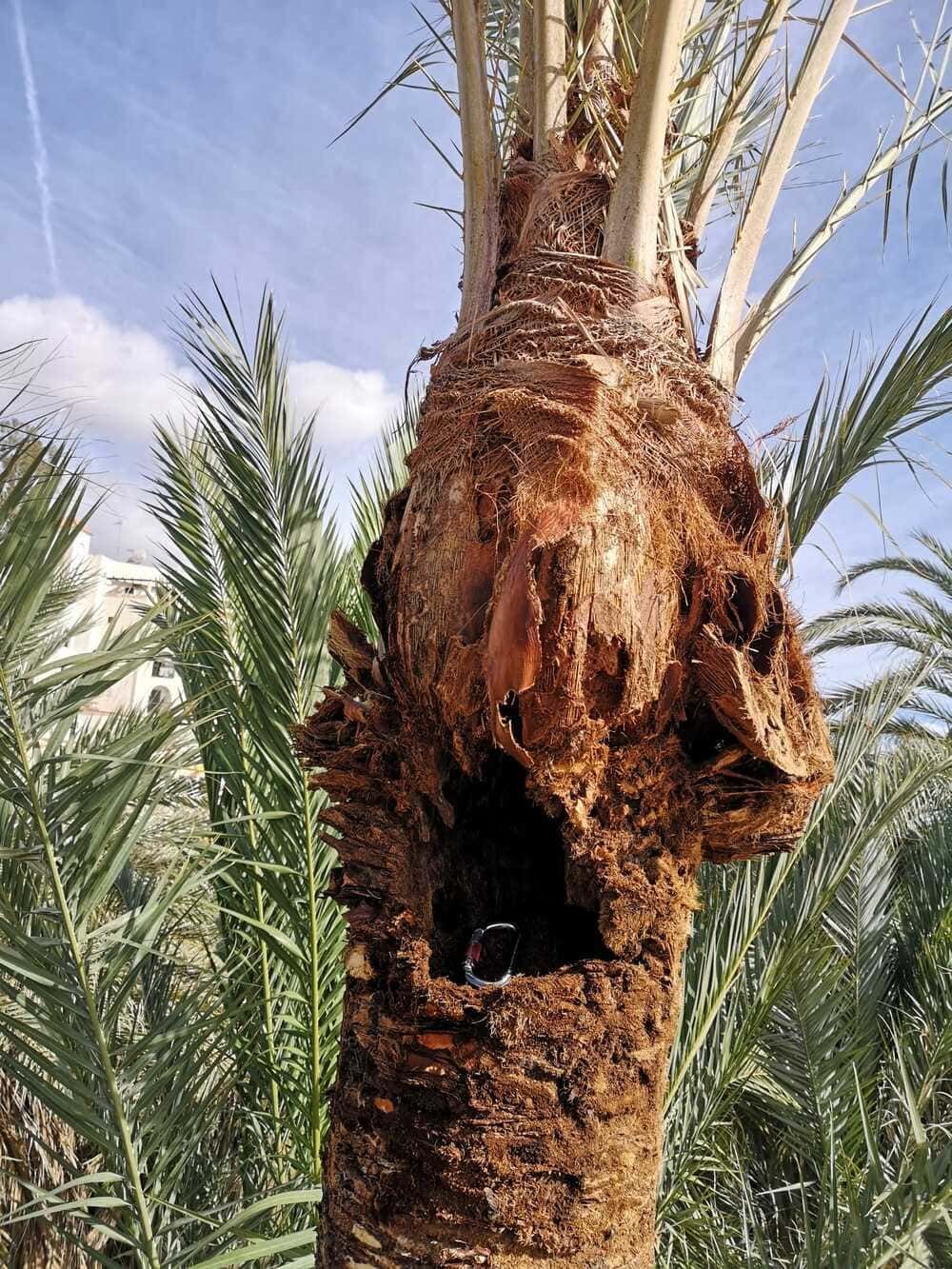Un primer plano de una palmera con un agujero en ella.
