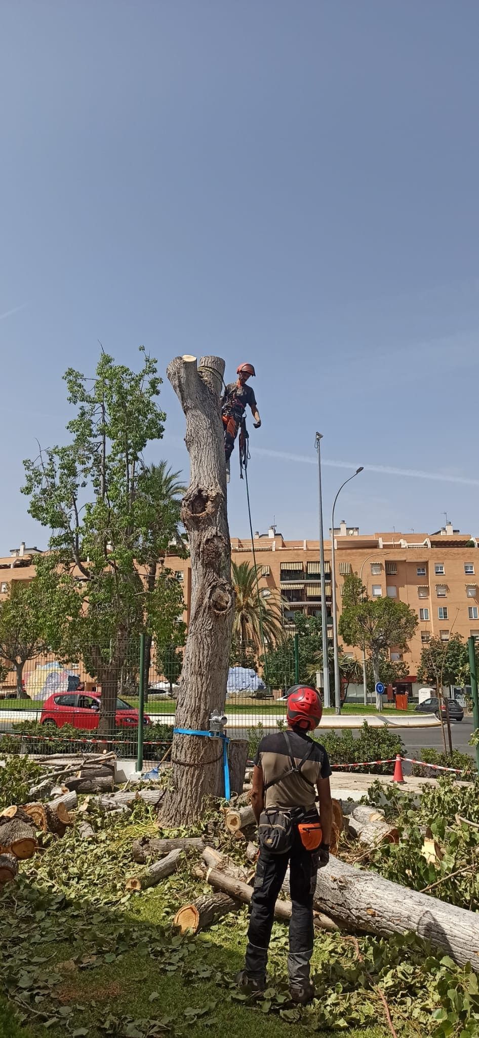 Un hombre está de pie junto a un gran árbol en un parque.