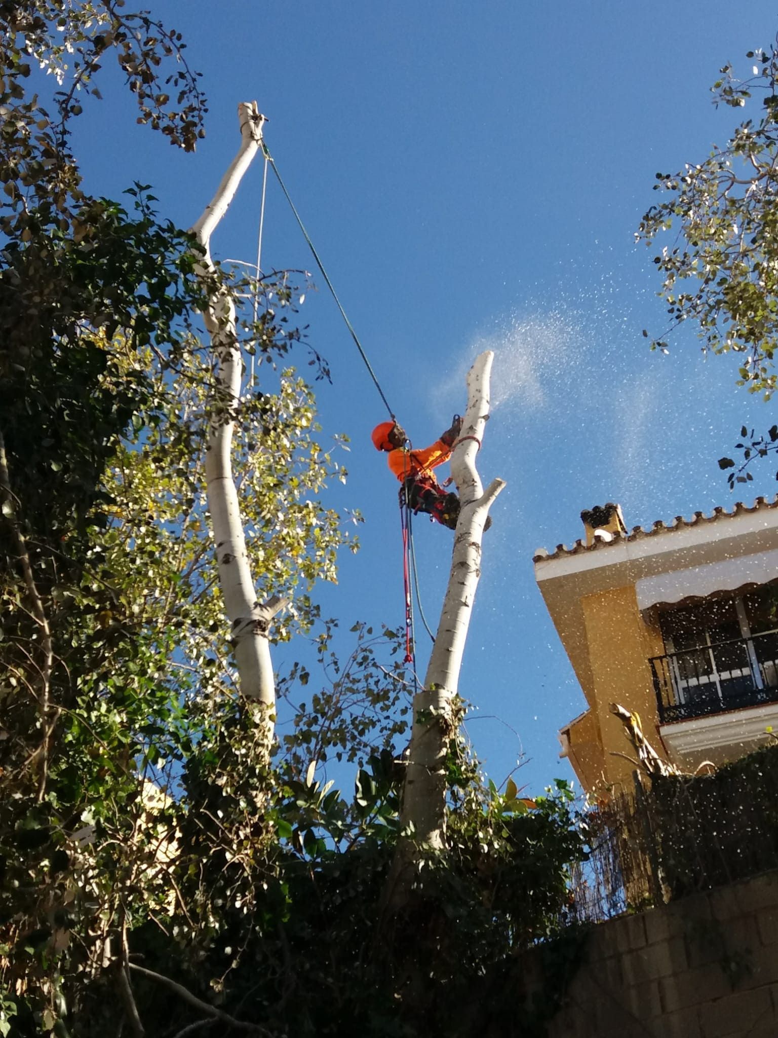 Un hombre está trepando a un árbol con una cuerda atada a él.