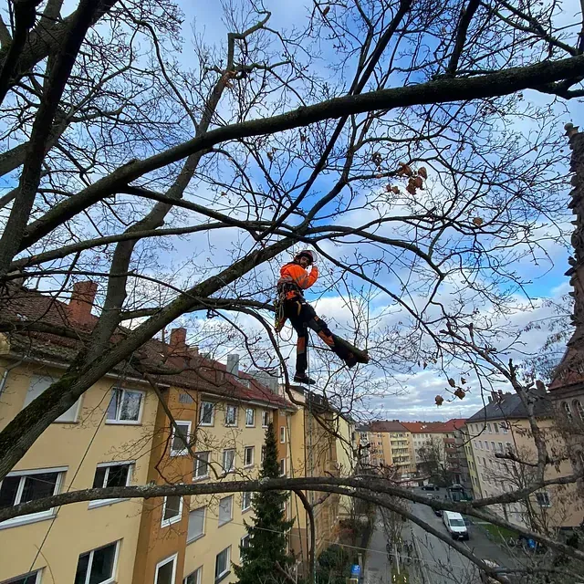 Un hombre está colgado de la rama de un árbol en una ciudad.