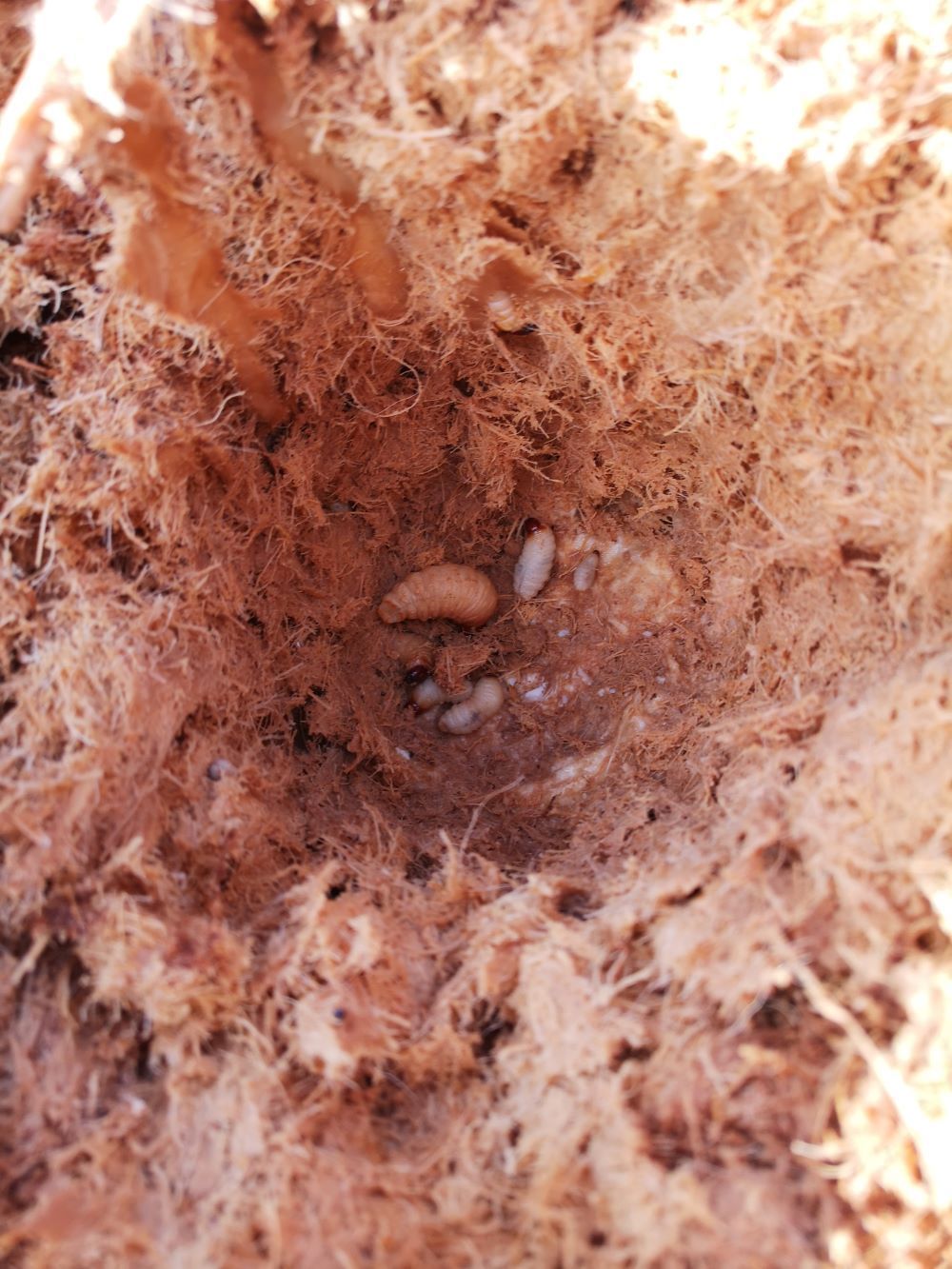 Un primer plano de un agujero en el suelo con huevos dentro.
