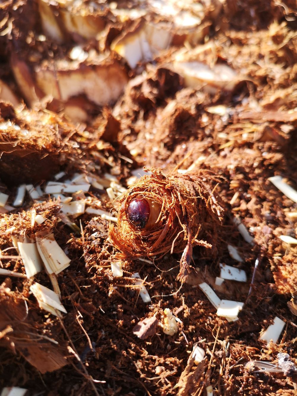 Un primer plano de un insecto en un montón de tierra.
