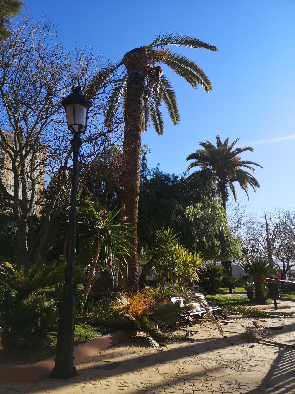 Un parque con palmeras y una farola
