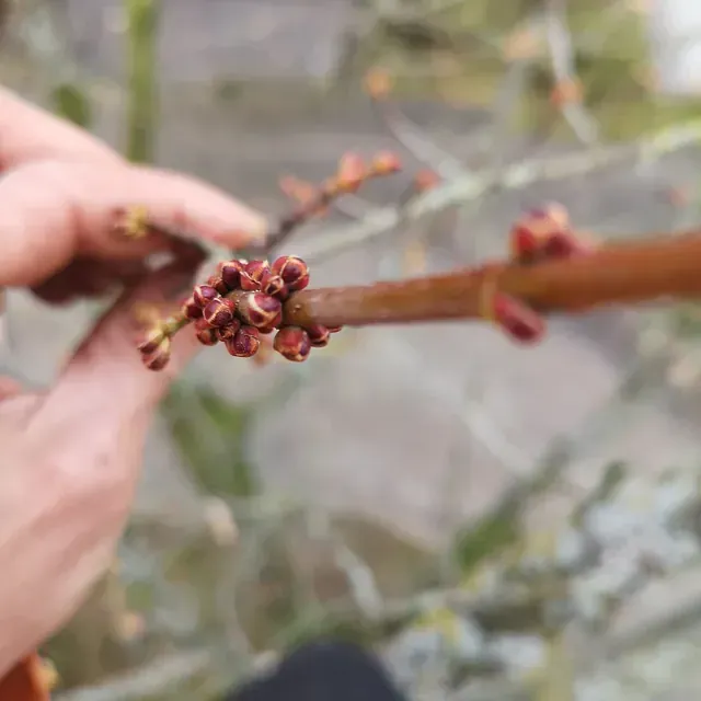 Una persona sostiene una rama con flores.