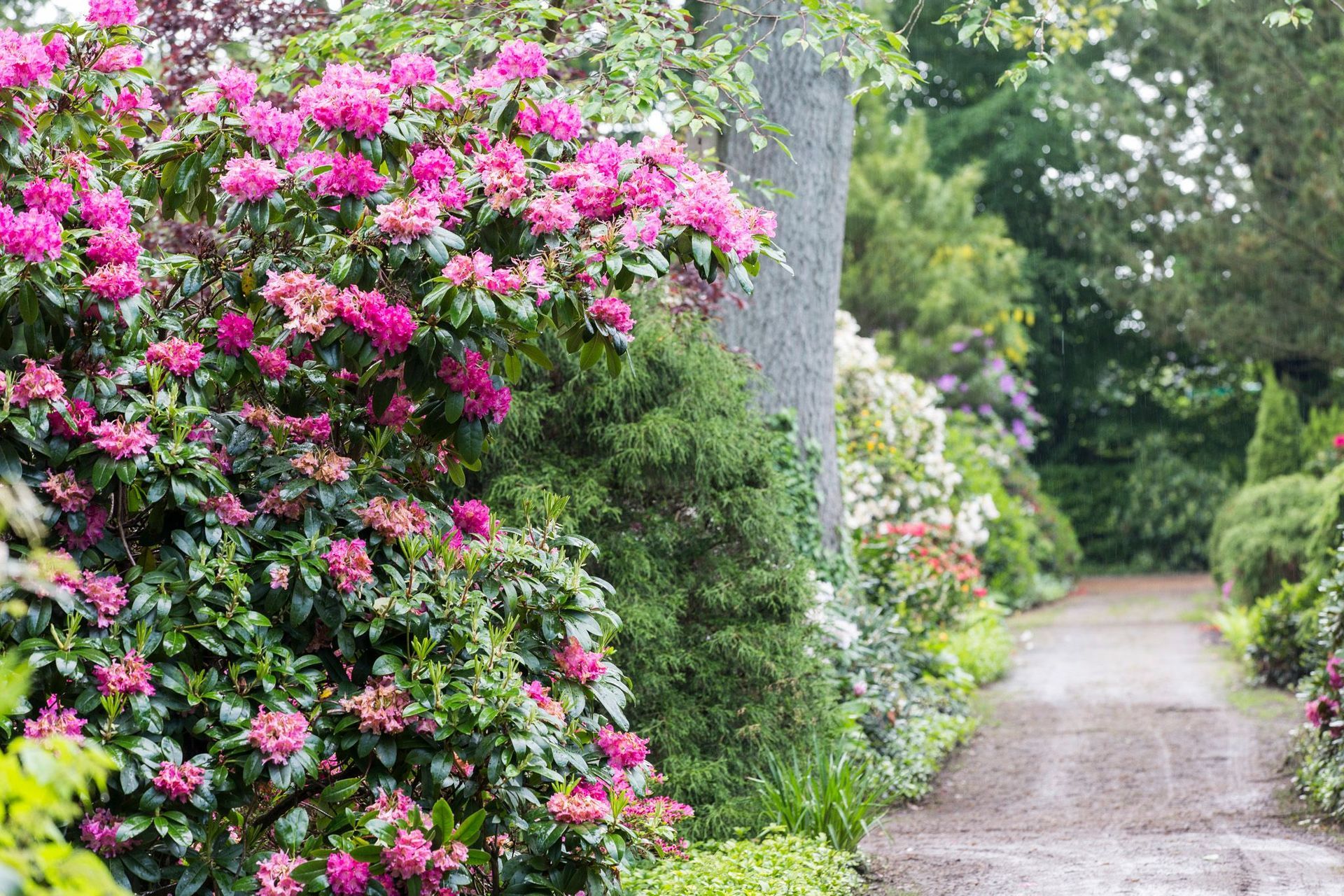 Ein Feldweg, umgeben von Büschen und Blumen in einem Garten.