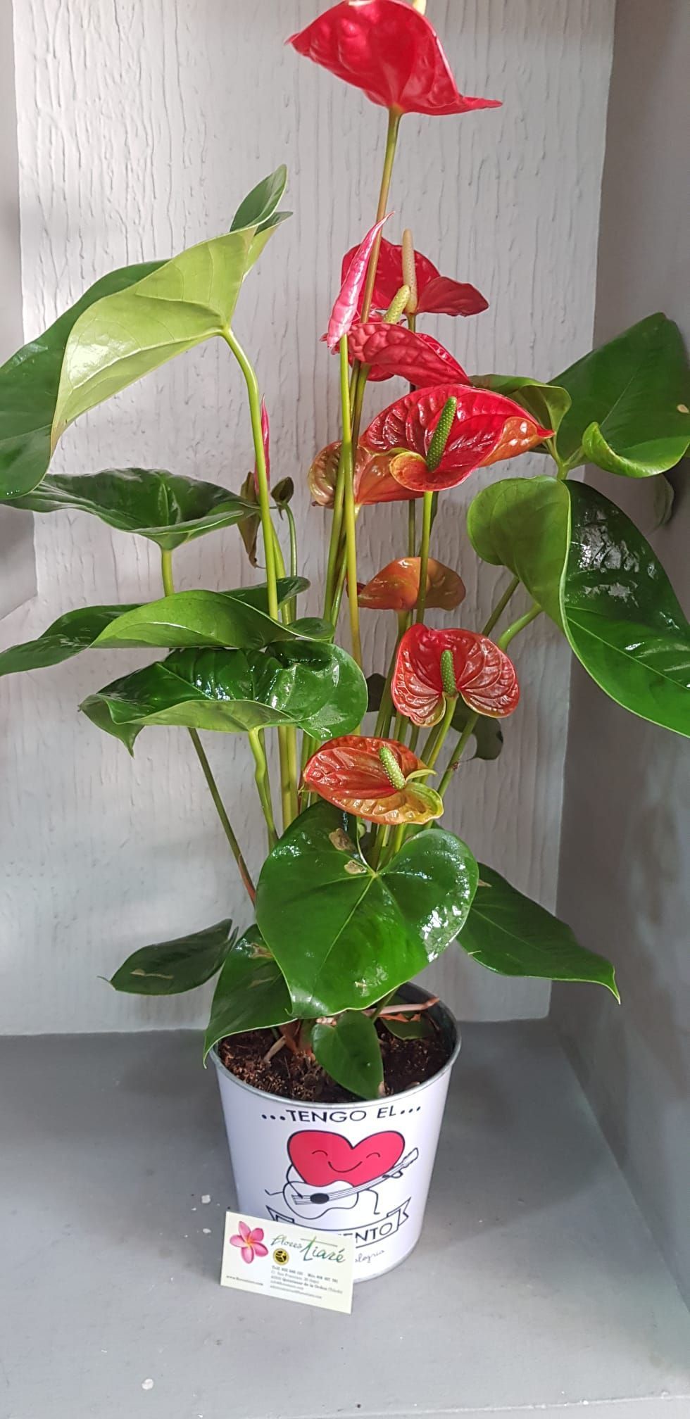 Una planta en maceta con flores rojas y hojas verdes está sentada sobre una mesa.