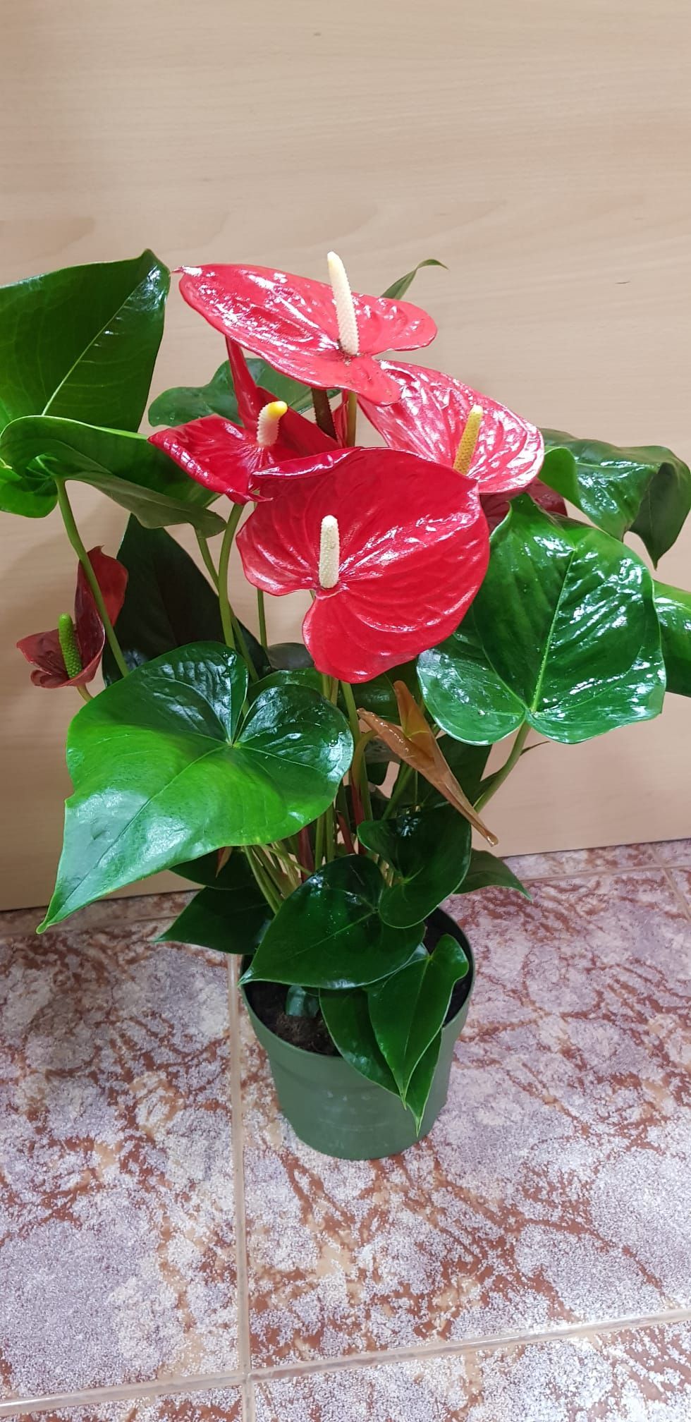 Una planta en maceta con flores rojas y hojas verdes está sentada sobre un piso de baldosas.