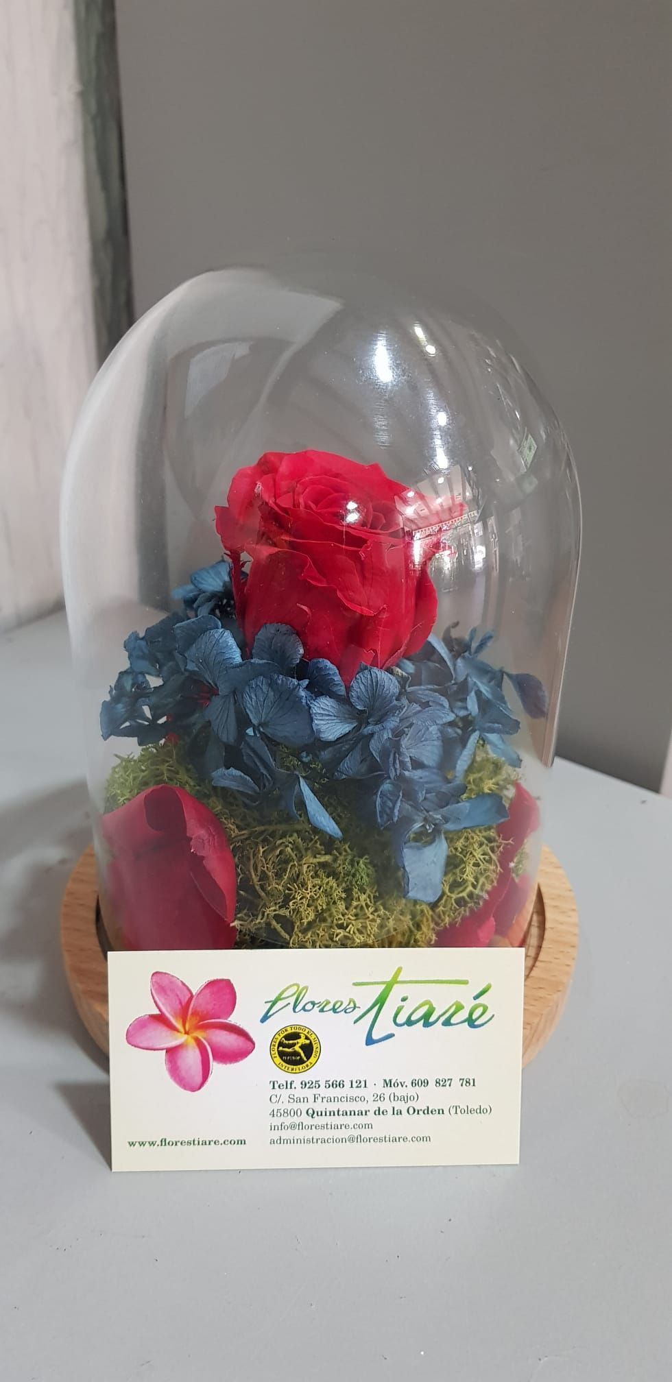 Una rosa roja y una hortensia azul en una cúpula de cristal.