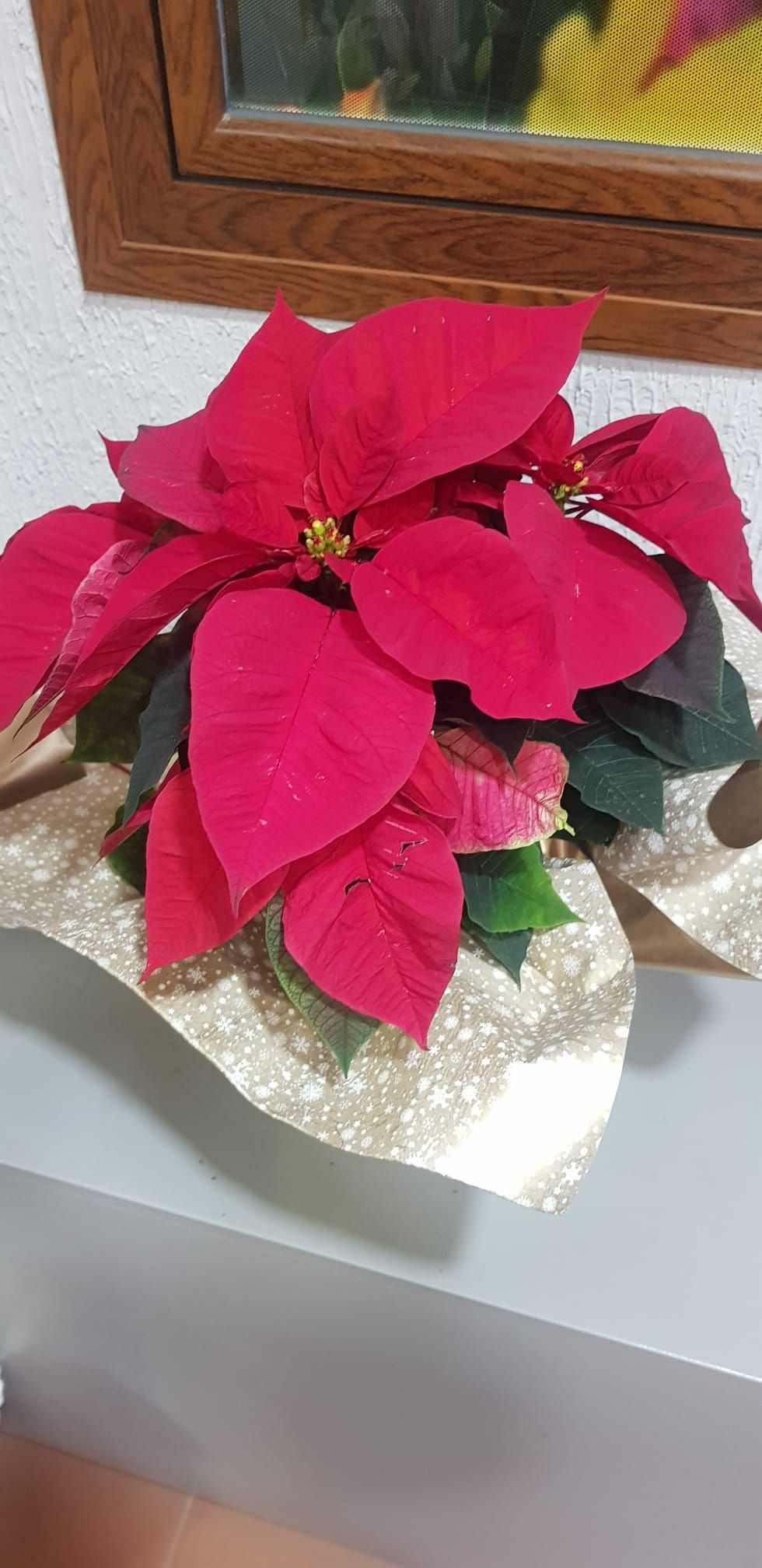 Una flor de Pascua roja está sentada sobre una mesa frente a una ventana.