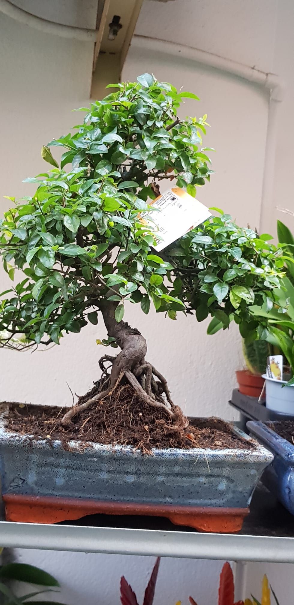 Un árbol bonsái está sentado en una maceta en un estante.