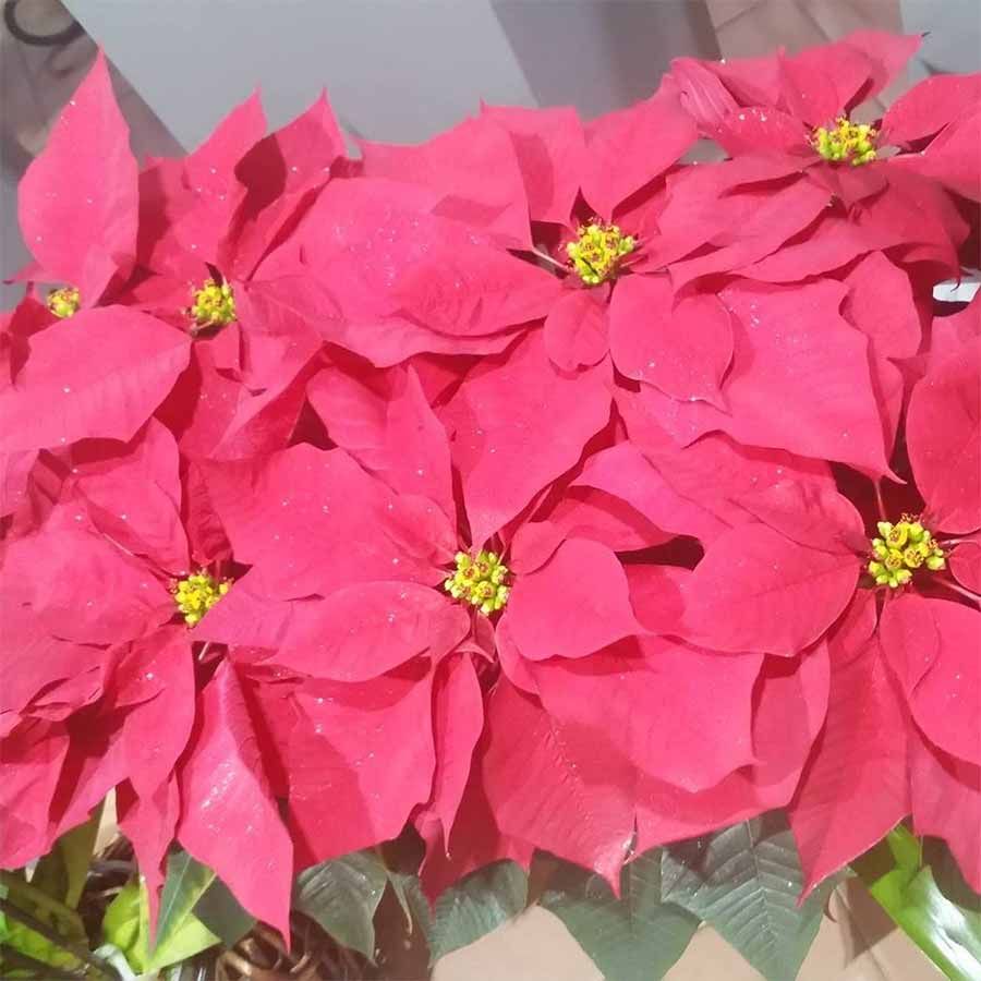 Un ramo de flores de Pascua rojas con centros amarillos.