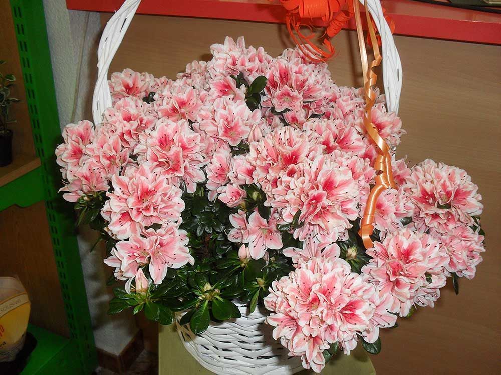 Una canasta blanca llena de flores rosas y blancas.