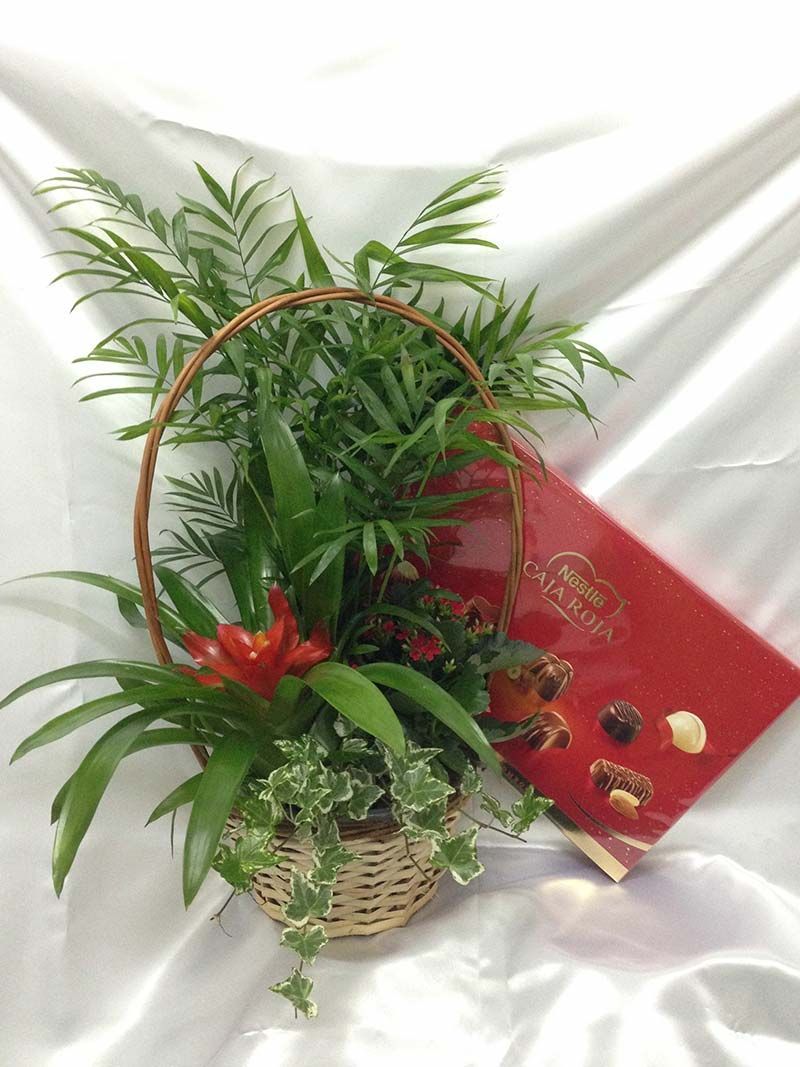 Una cesta llena de plantas y una caja de bombones.