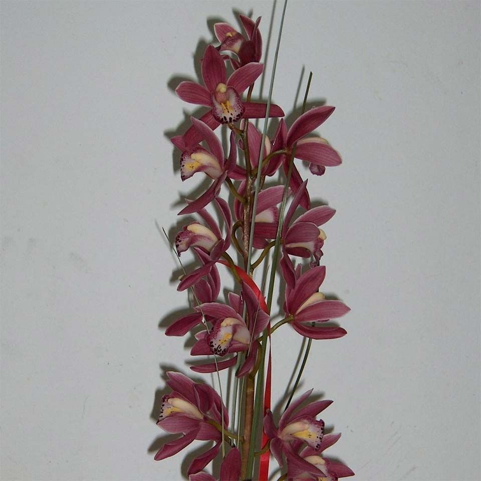 Un ramo de flores moradas sobre un fondo blanco.