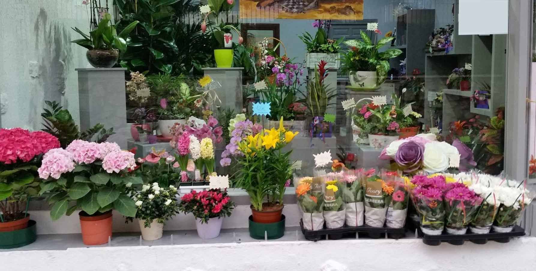 Un montón de plantas en macetas están colocadas afuera de una floristería.
