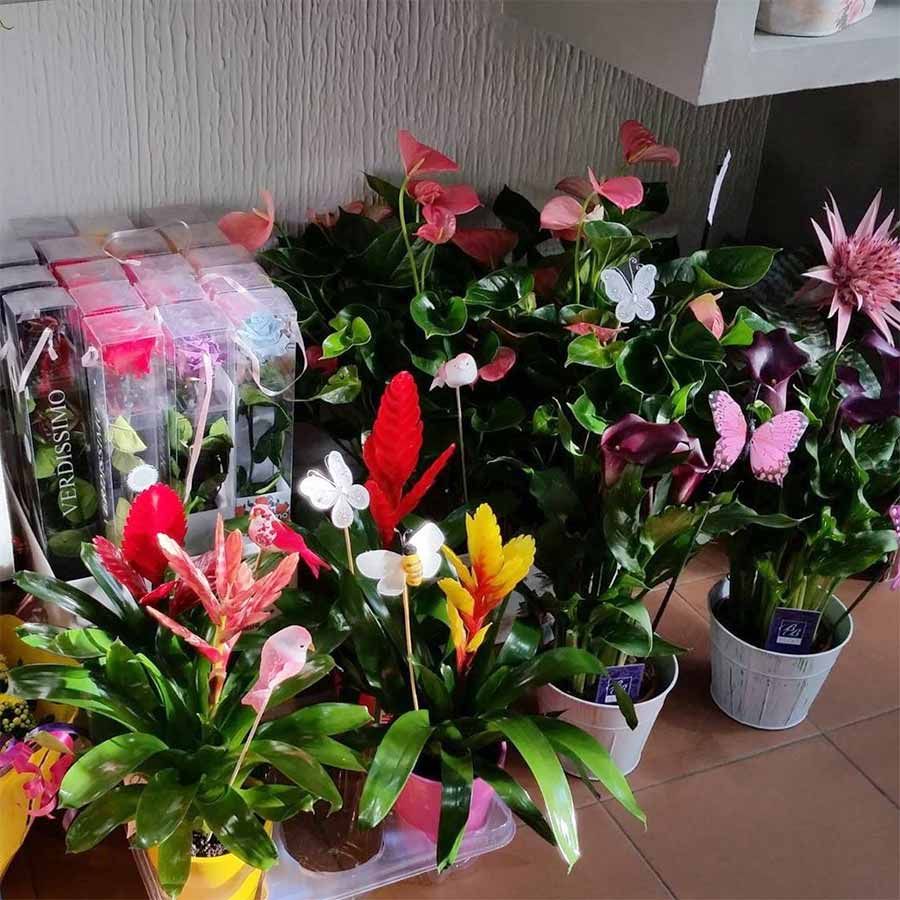 Un montón de plantas en macetas con una que dice 'Swarovski' en ella.