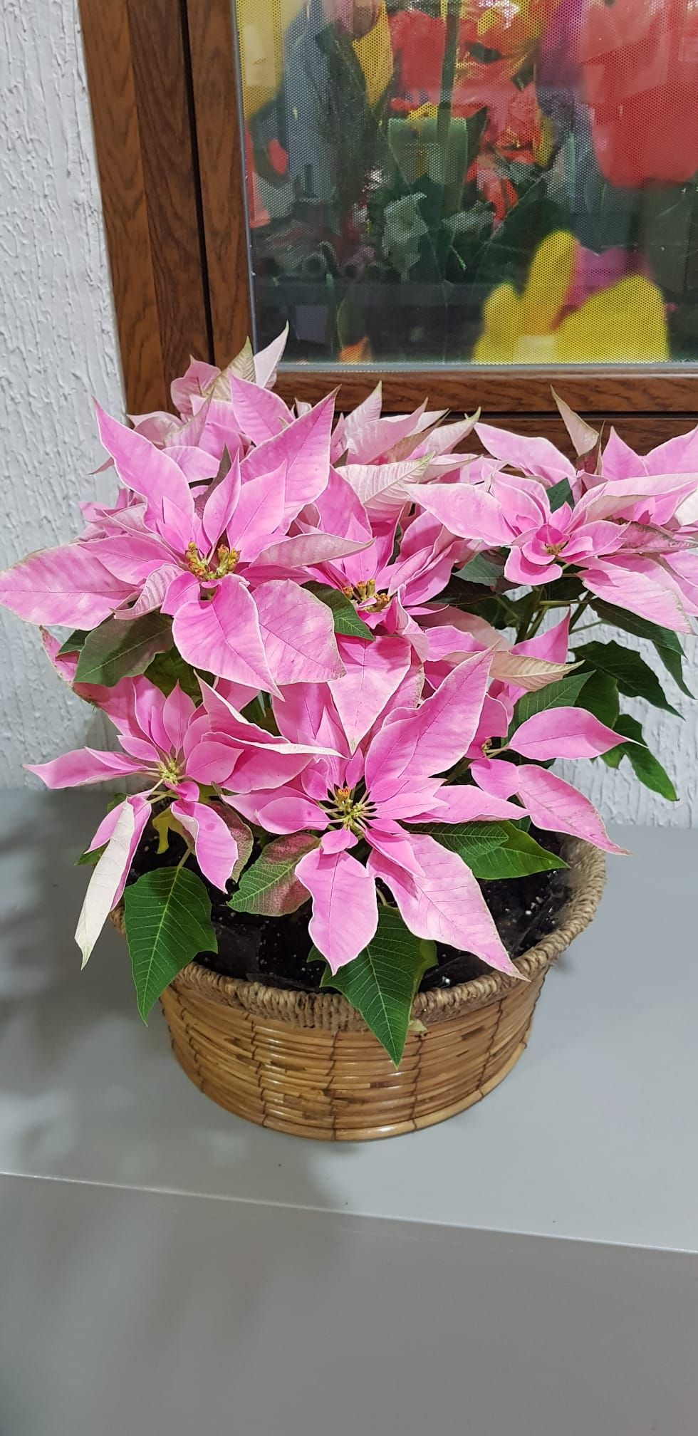 Una flor de Pascua rosa está sentada en una canasta sobre una mesa.