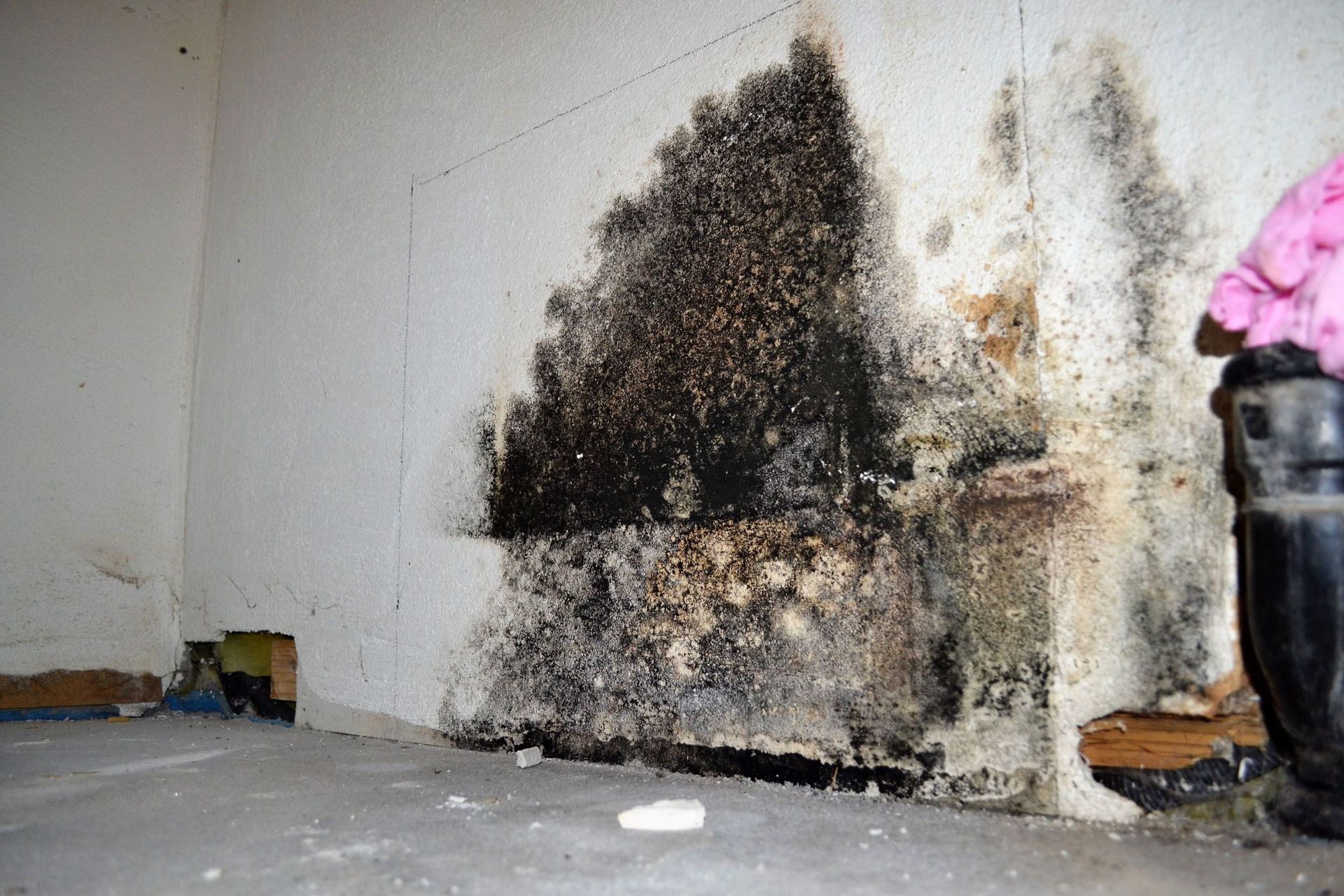 Aqua Control AG Bad Ragaz - Schimmel