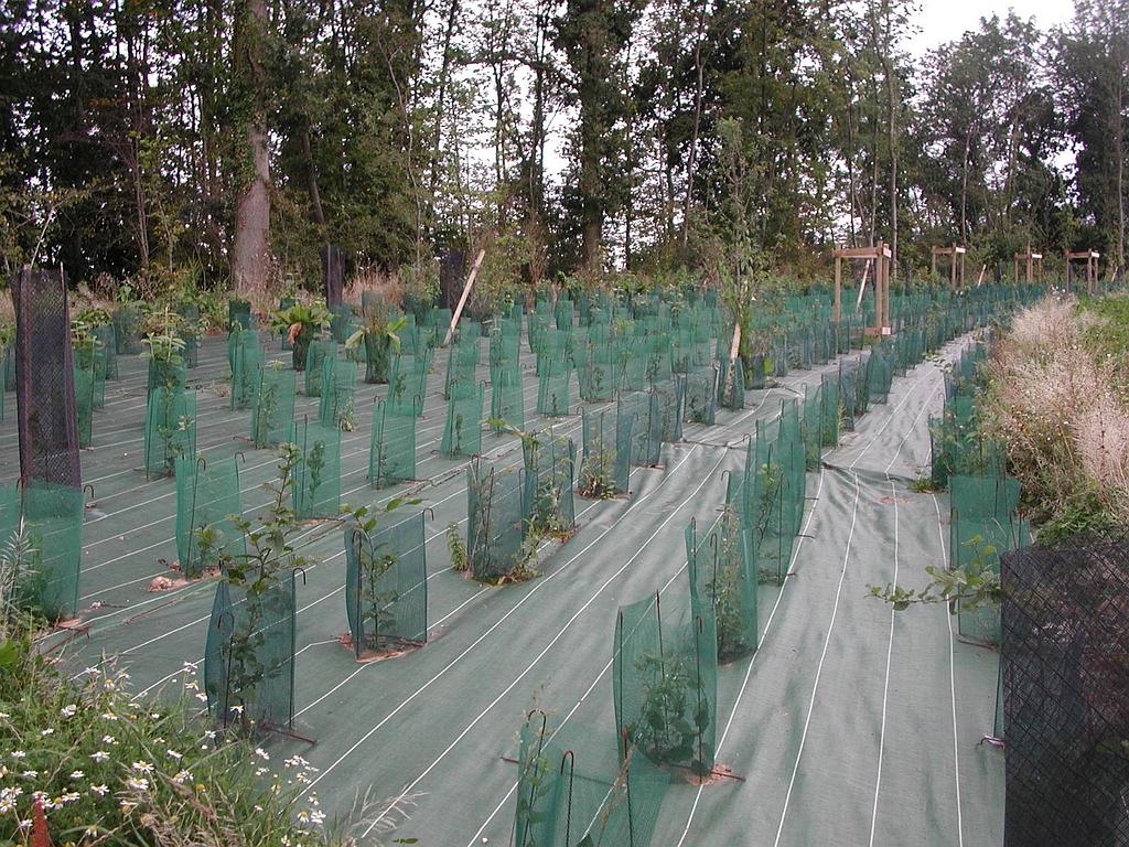 Plantations d'arbustes