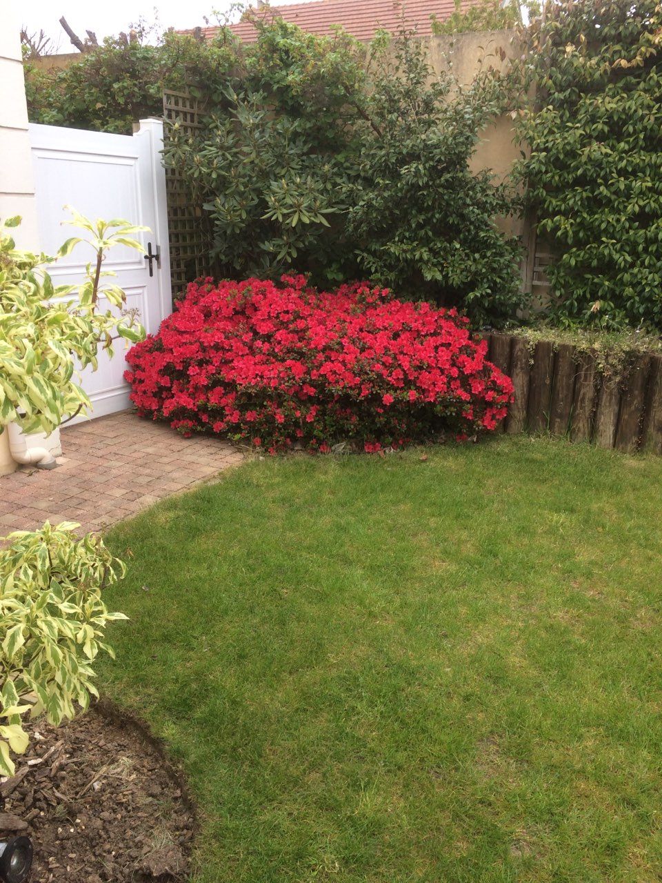 Rhododendron en angle