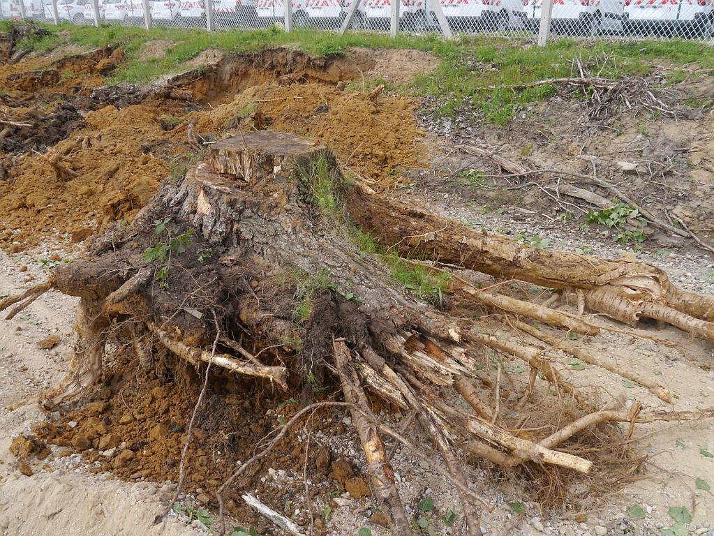 Destruction de souches