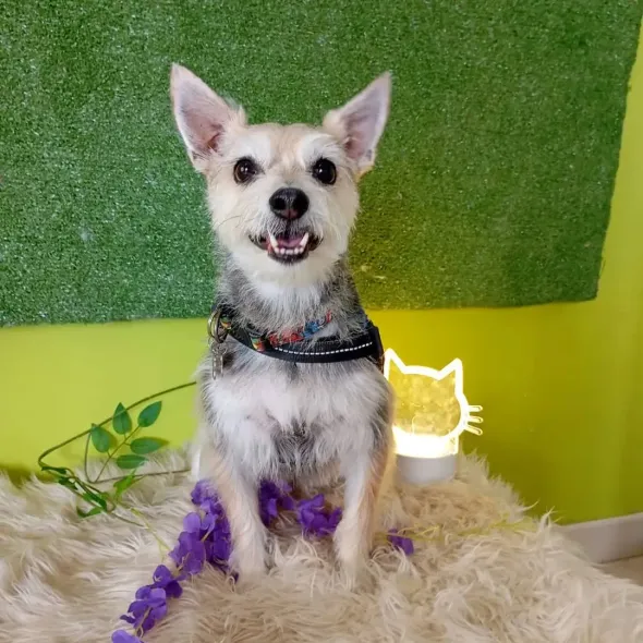 Un perrito blanco, pequeño y sentado sobre una alfombra mullida, con un collar negro con flores moradas, se alza contra una pared verde.