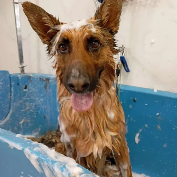 Perro mojado de color marrón y blanco sentado en una bañera azul, mirando a la cámara con la lengua fuera.