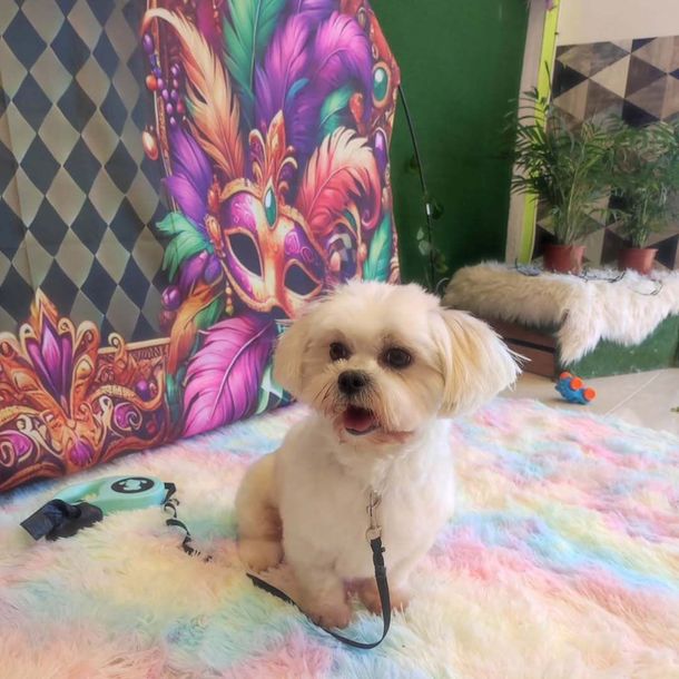 Un perrito pequeño y esponjoso de color crema está sentado sobre una alfombra de tonos pastel frente a un colorido mural de estilo carnavalesco.