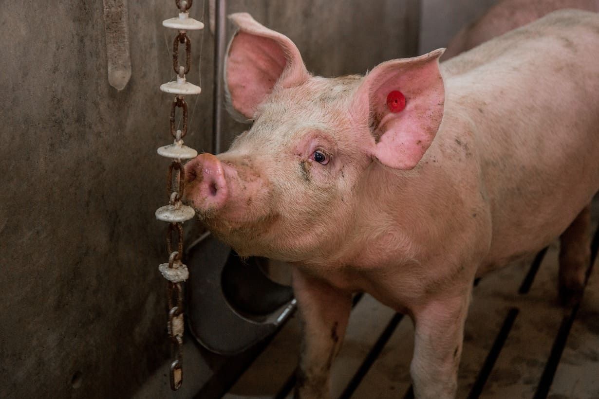 Un cerdo está bebiendo agua de un cuenco en un corral.