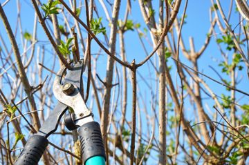 Hand-Gartenscheren schneiden Äste vor blauem Himmel.
