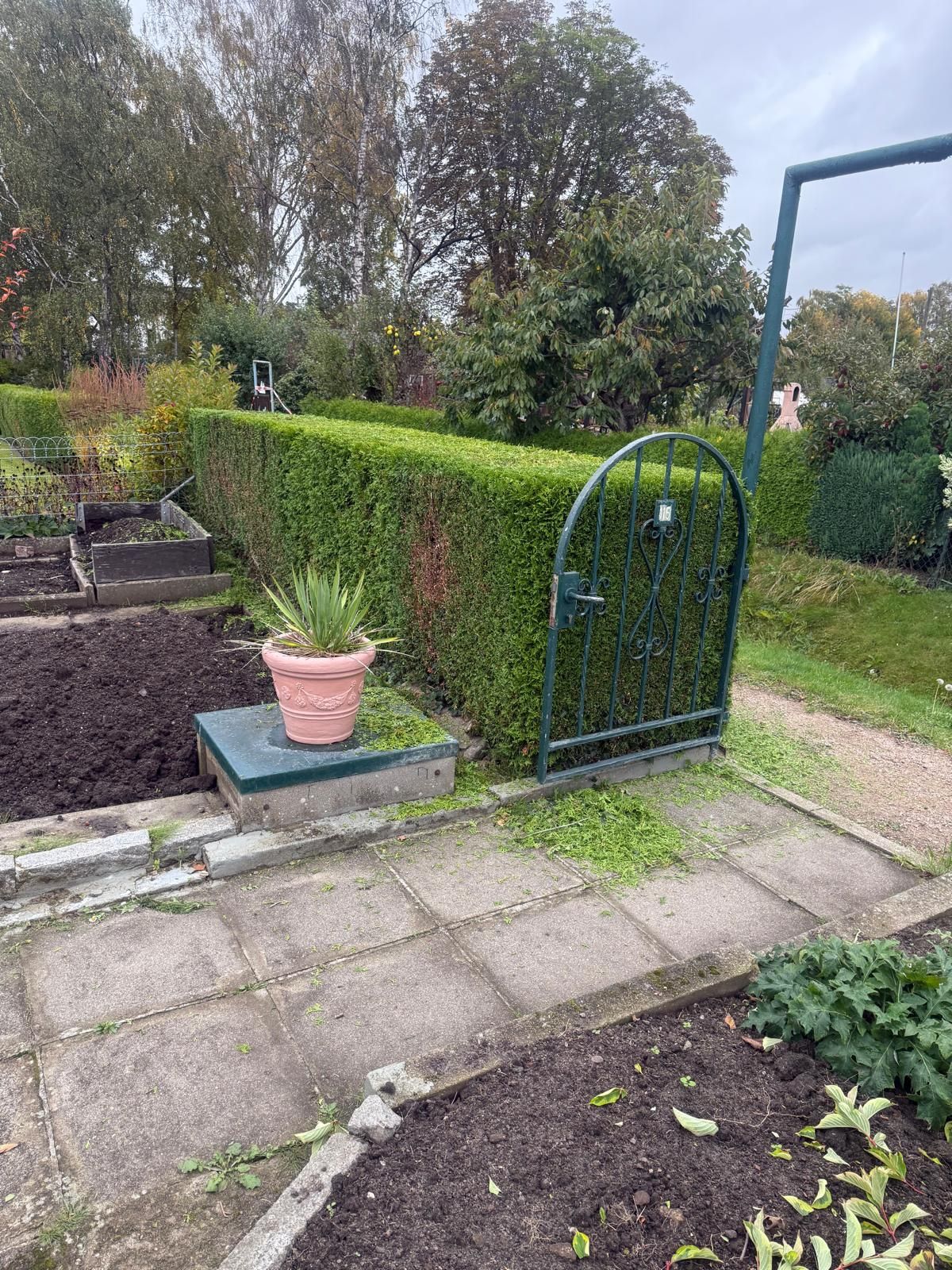 Garten mit geschnittener grüner Hecke, Tor, Steinweg und Blumentopf.