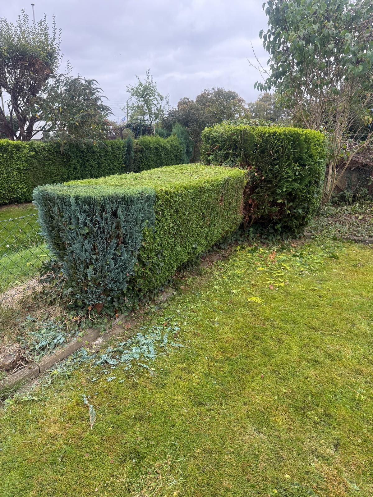 Eingezäunte Büsche in einem Garten unter bewölktem Himmel. Ein Busch ist rechteckig, ein anderer rund.