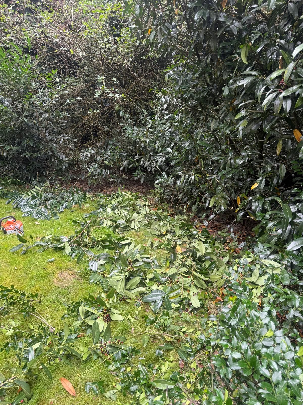 Grünes Laub bedeckt das Gras; Kettensäge in der Nähe von beschnittenen Büschen.