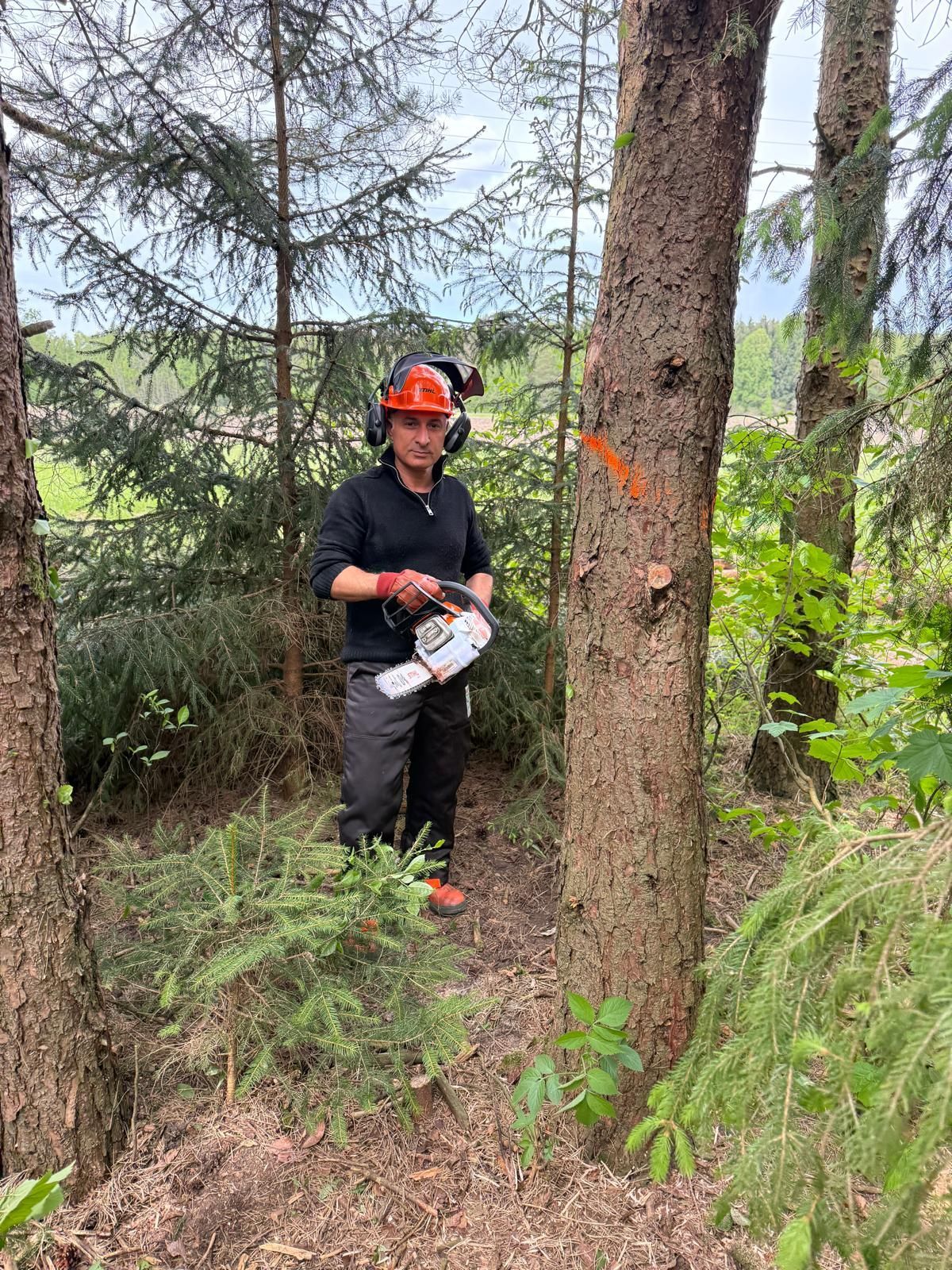 Person mit Kettensäge und Schutzausrüstung in einem Waldgebiet, Blickrichtung Kamera, in der Nähe eines markierten Baumes.