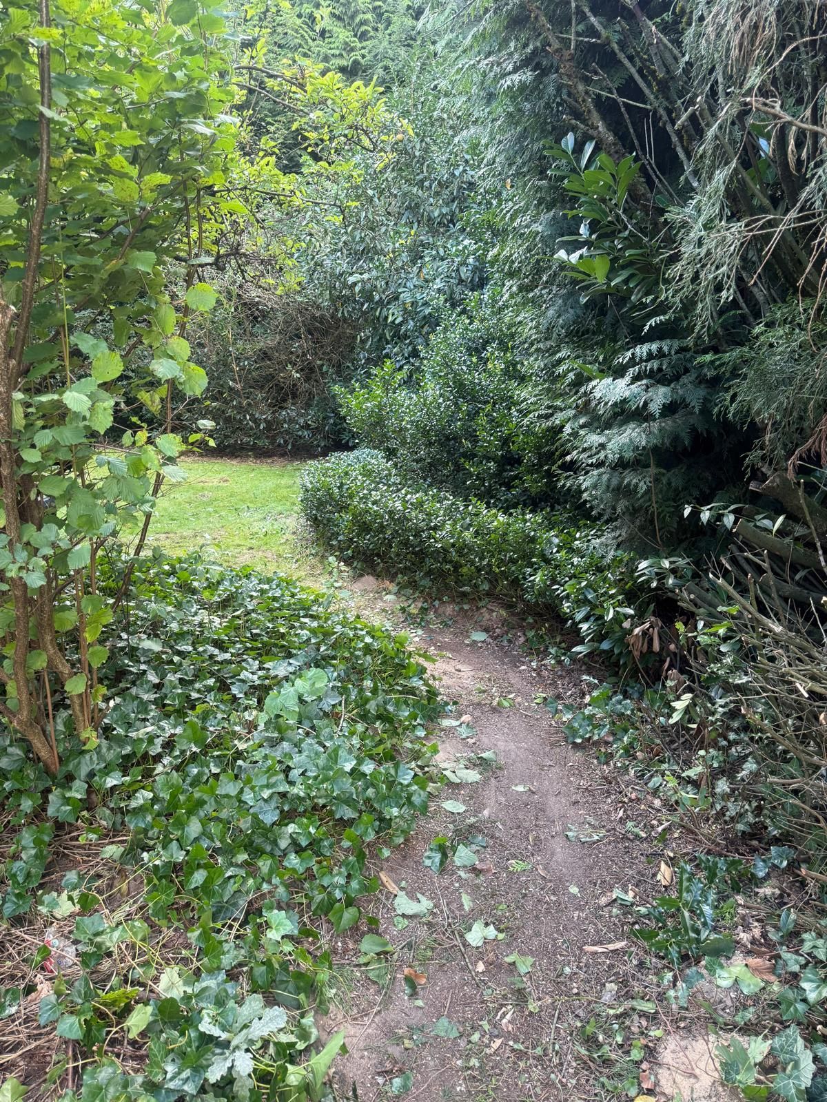 Ein unbefestigter Pfad schlängelt sich durch üppiges Grün, gesäumt von Büschen und Bäumen in einem schattigen Garten.