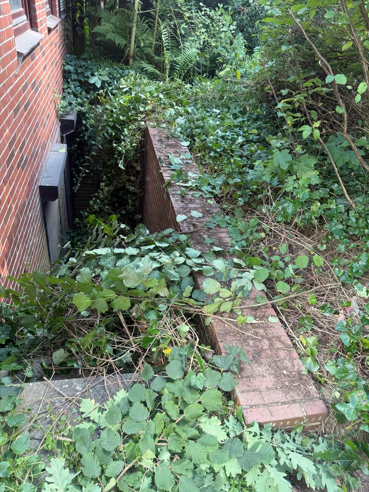 Eine überwucherte Backsteinmauer und Stufen neben einem roten Backsteingebäude, bedeckt mit dichtem grünem Laub.