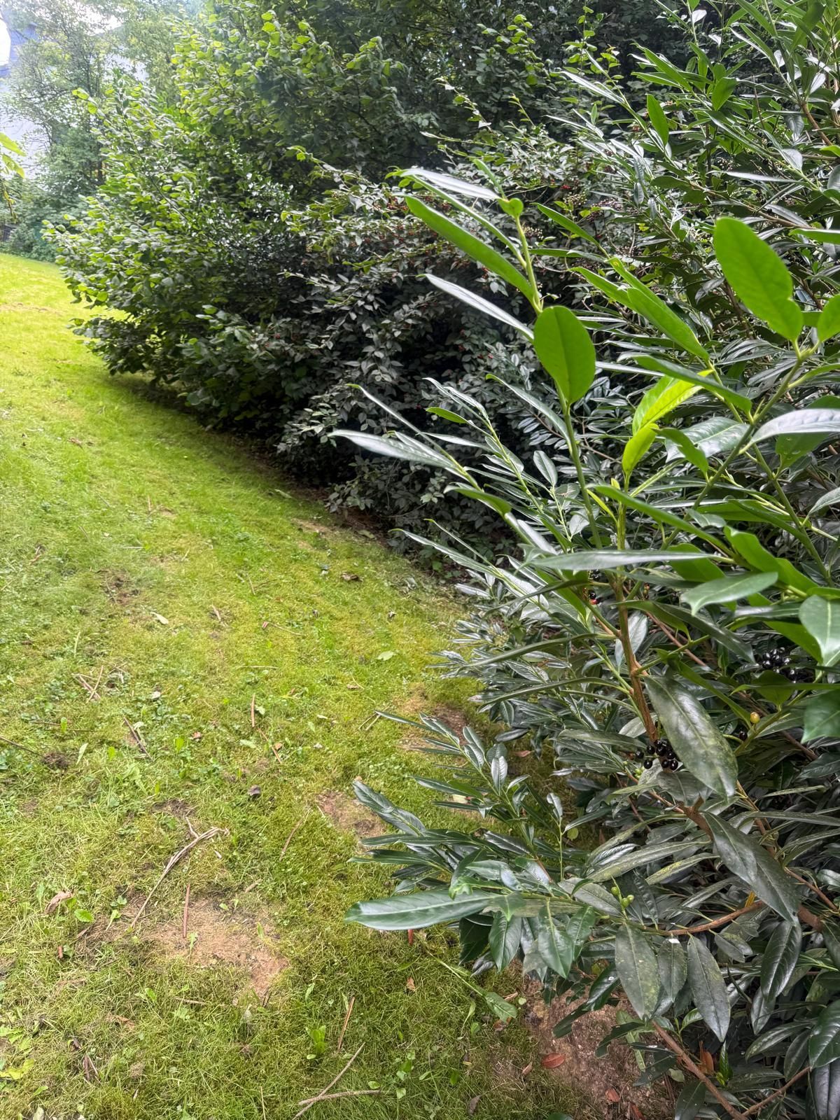 Grünes Gras säumt dichte, belaubte grüne Sträucher; helles Sonnenlicht erhellt die Szene.