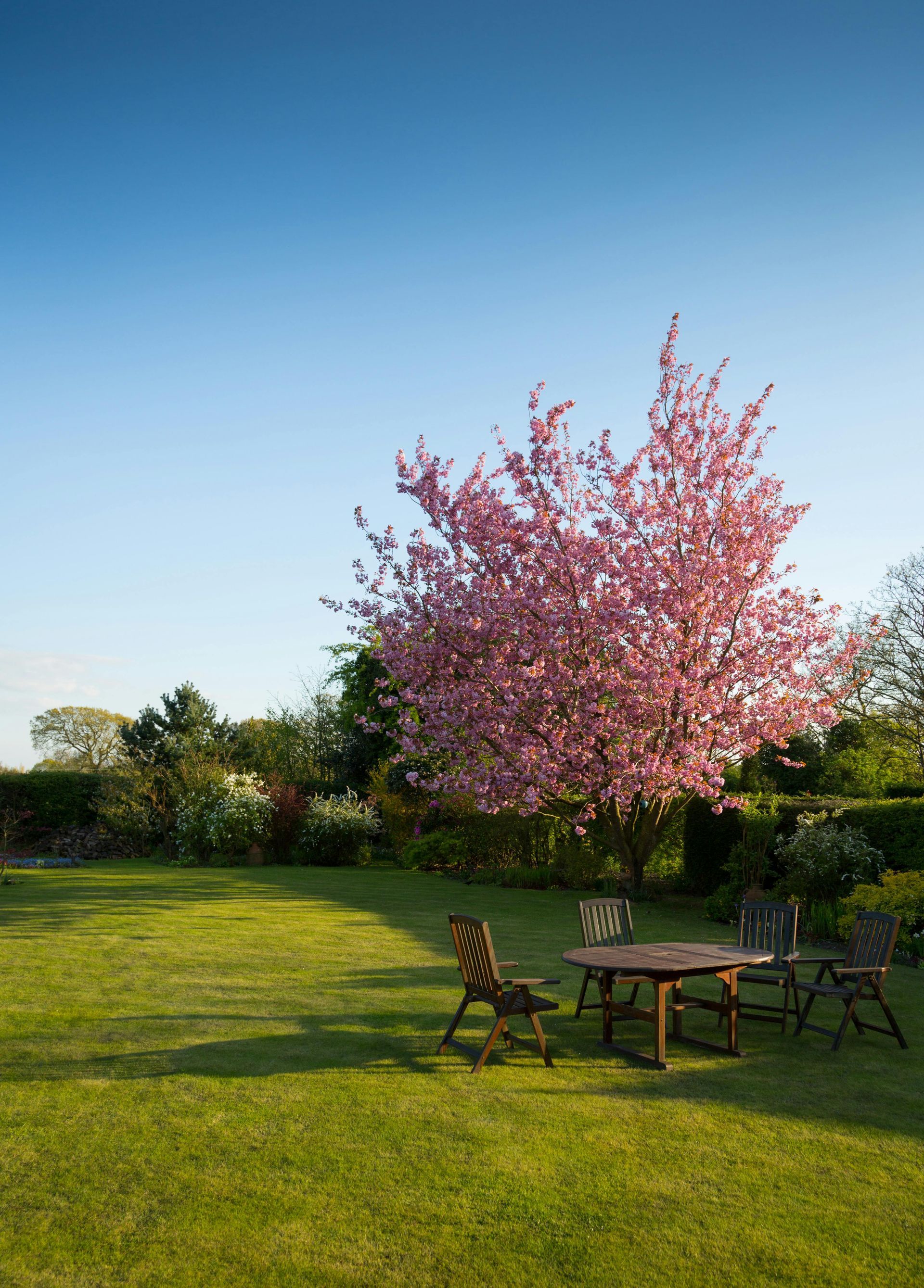 Üppiger grüner Garten mit Tisch und Stühlen unter einem blühenden rosa Baum an einem sonnigen Tag.