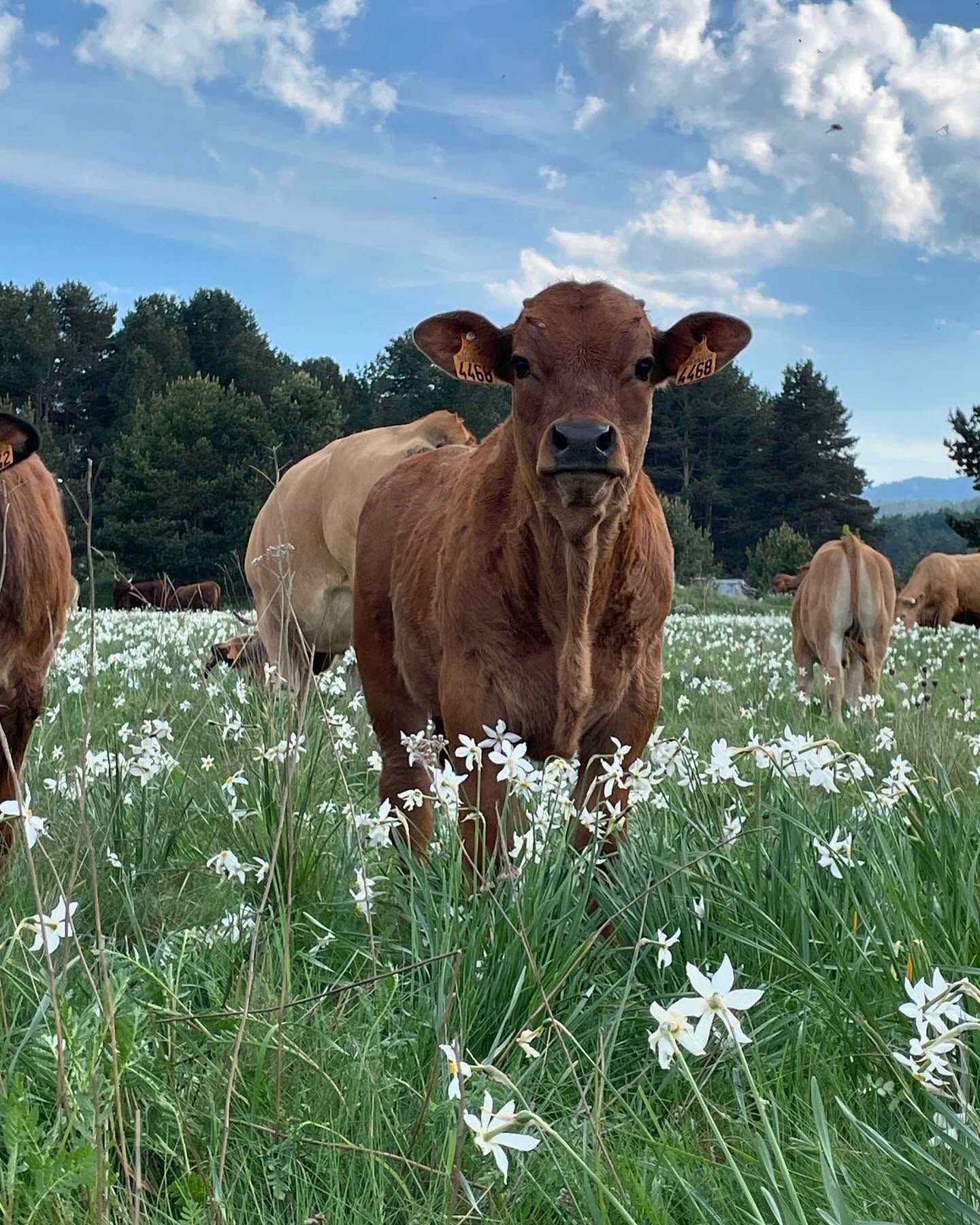 Des vaches dans une prairie