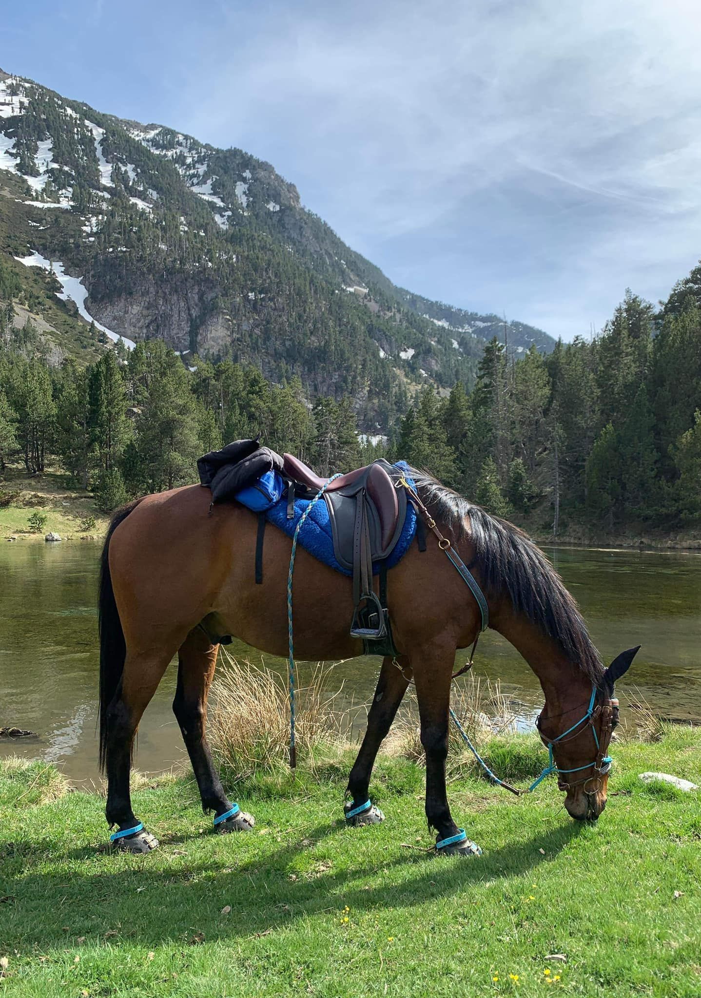 Un cheval à côté d'un lac