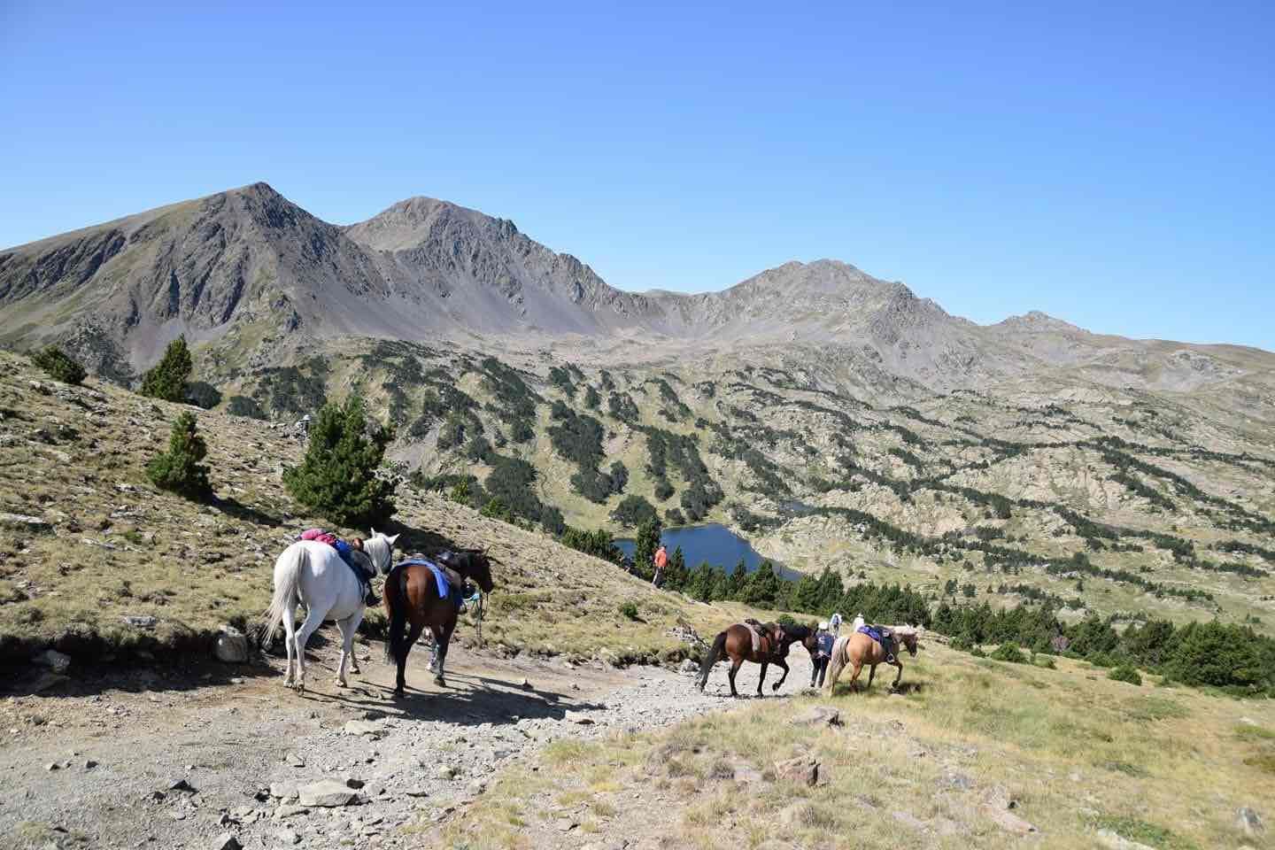 Des chevaux dans la nature