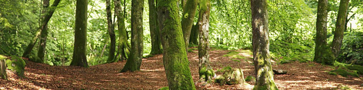 Ein Wald mit vielen Bäumen und Blättern auf dem Boden